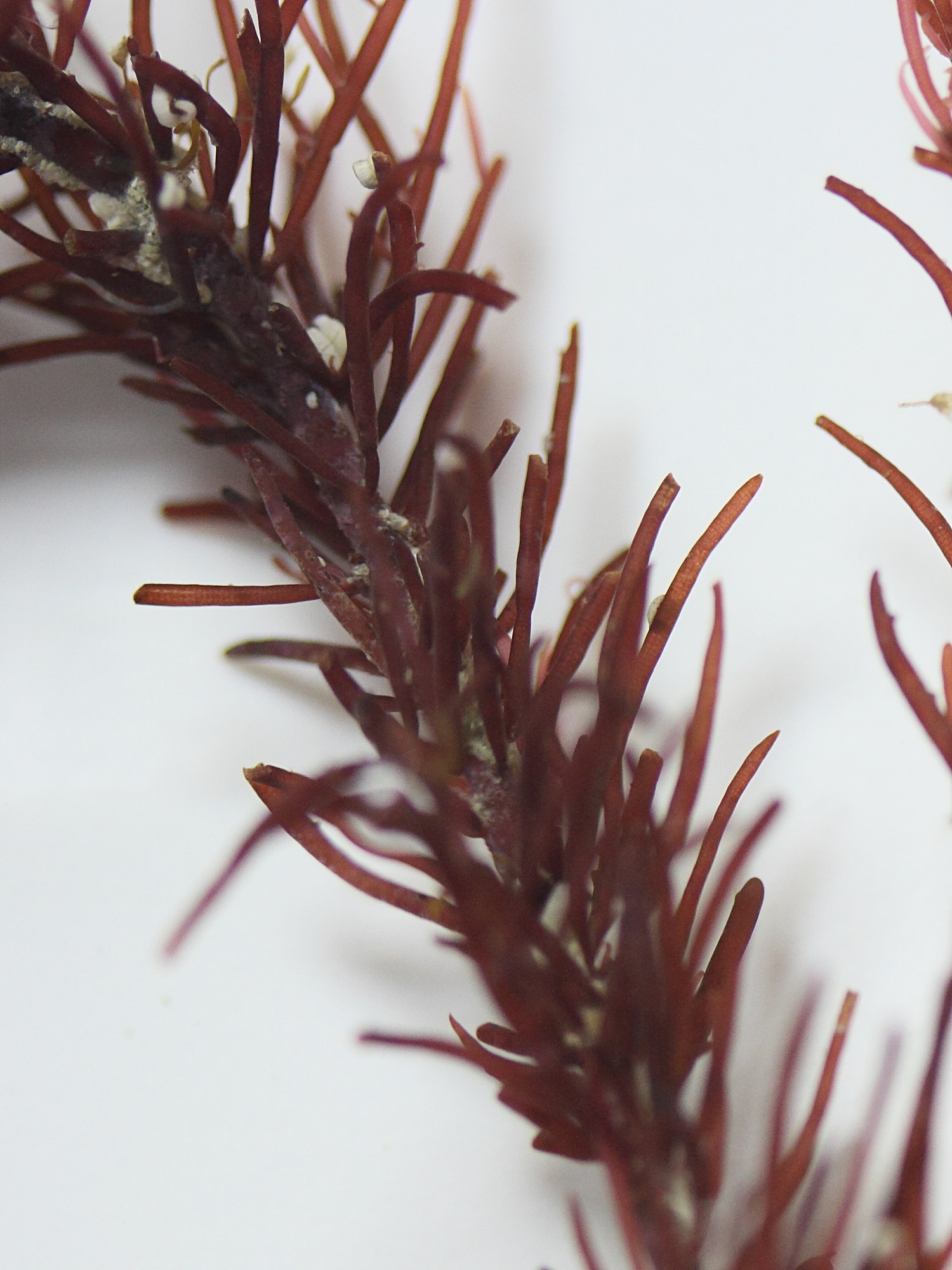 halopithys_incurva3md