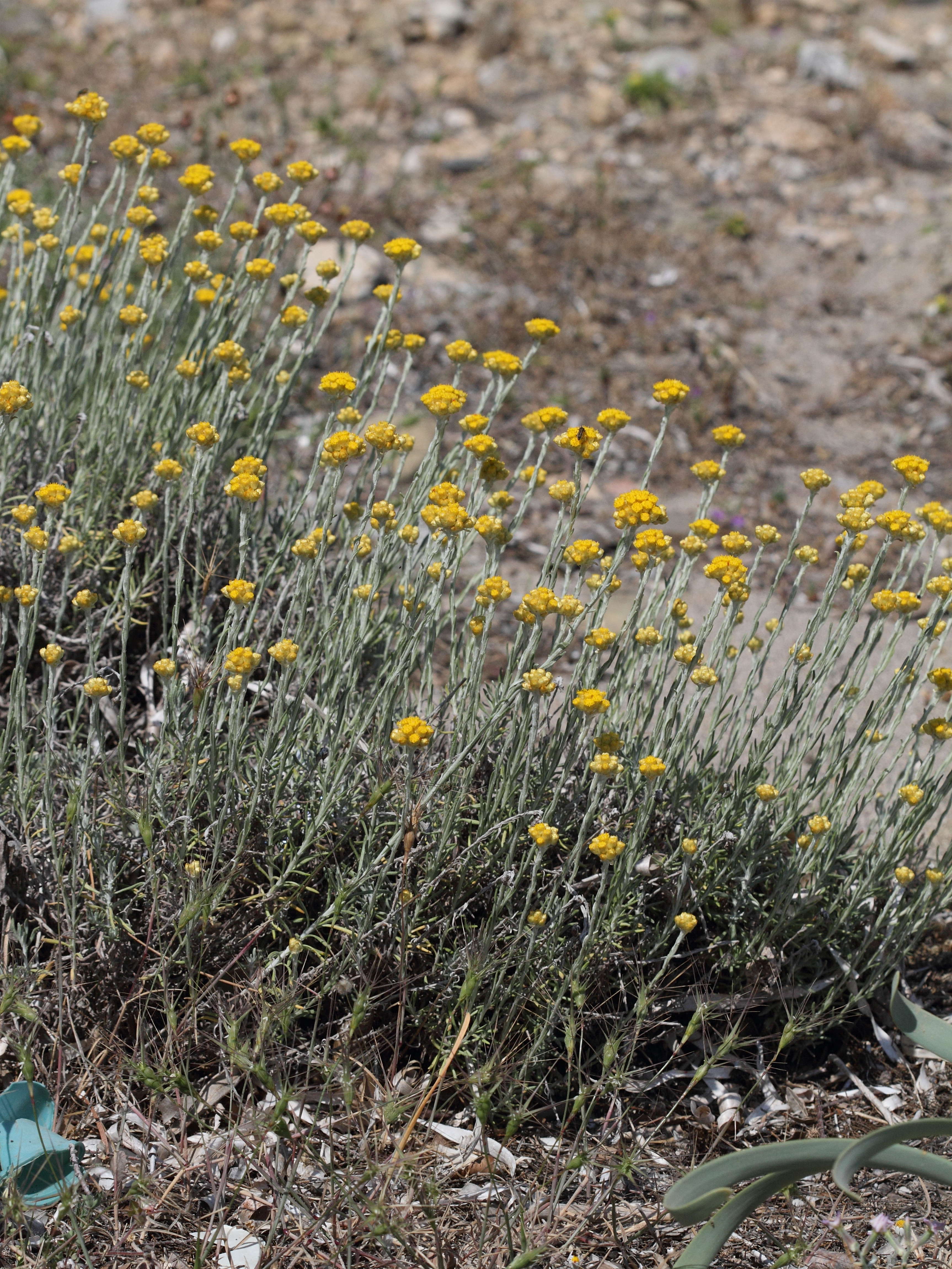 helichrysum_conglobatum1bd