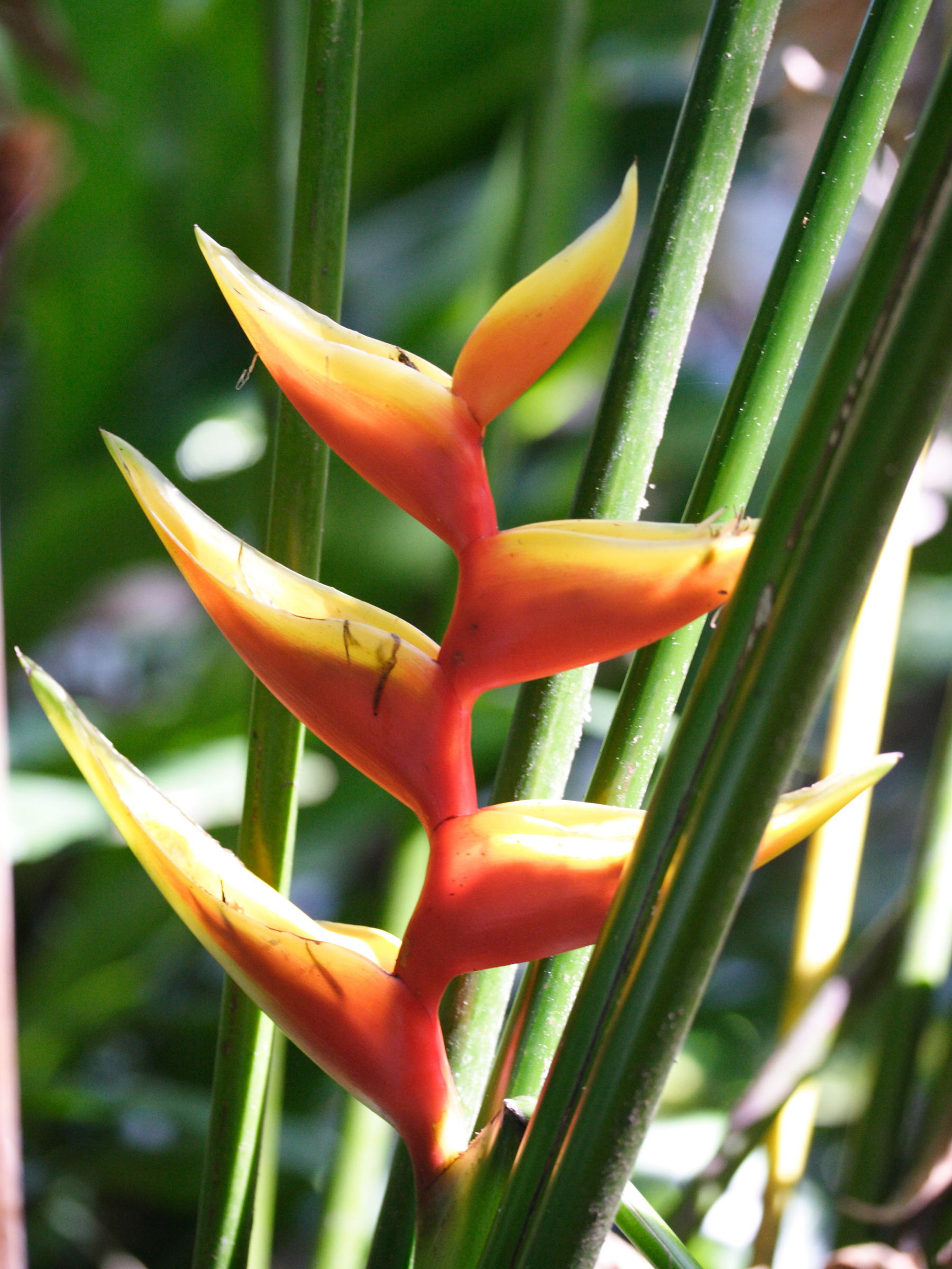 heliconia_bihai2md