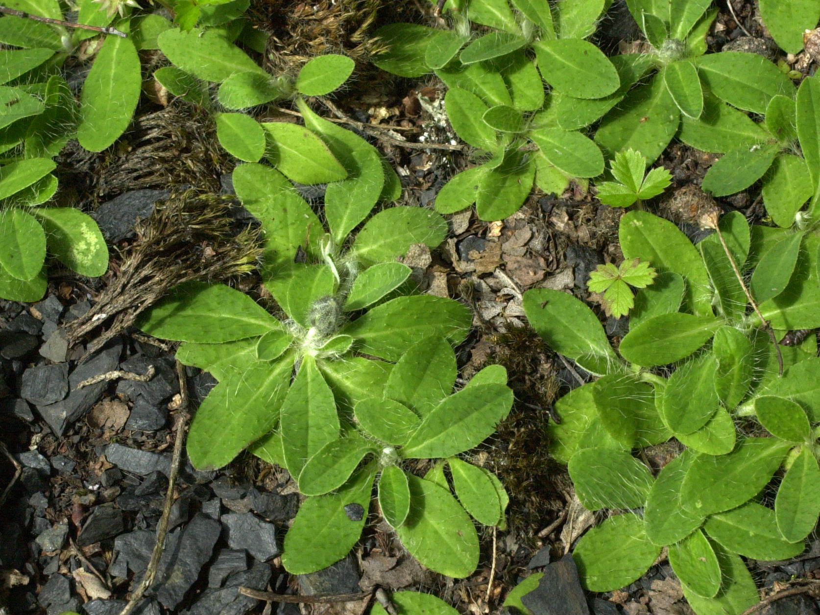 hieracium_pilosella1md