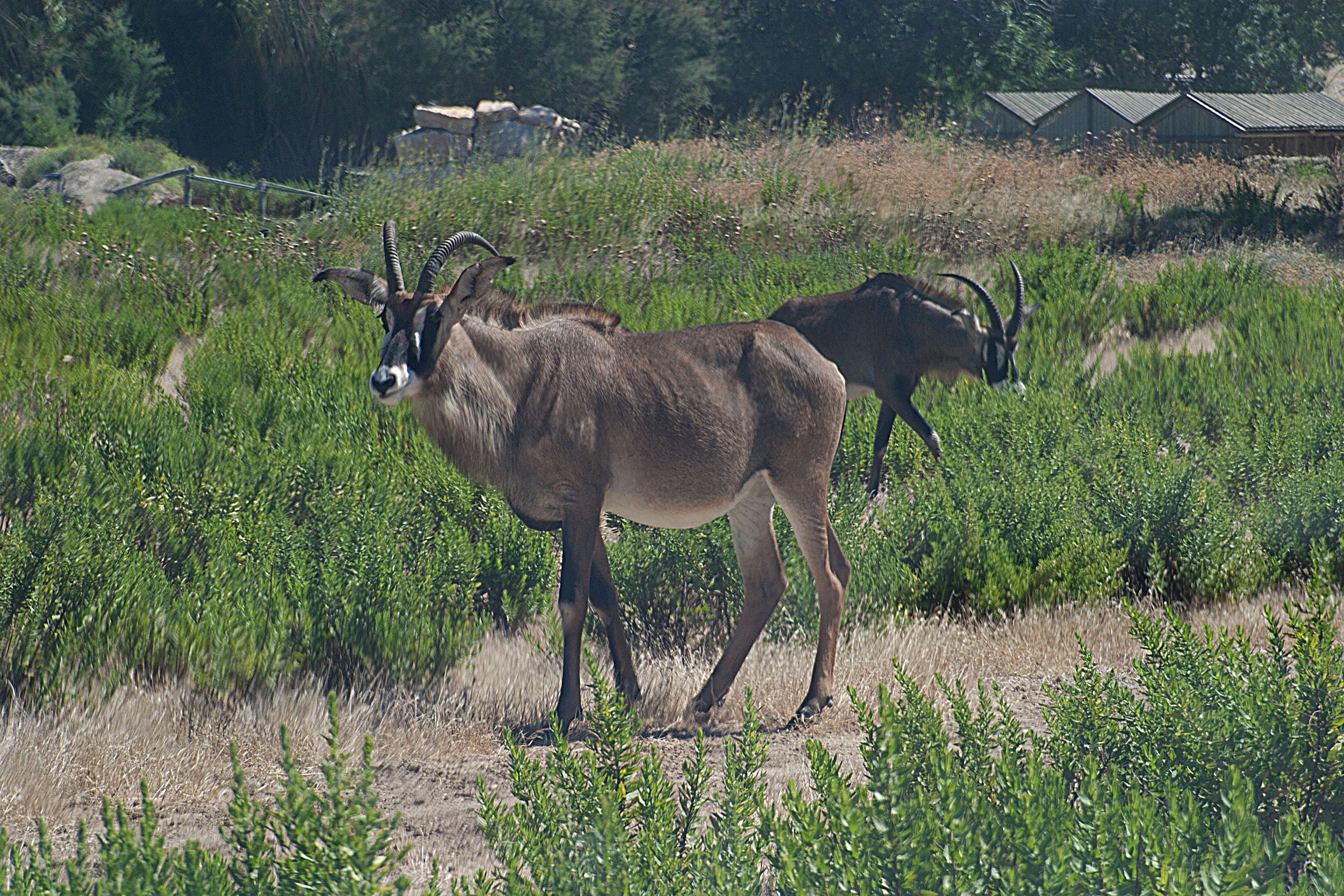 hippotragus_equinus1cd