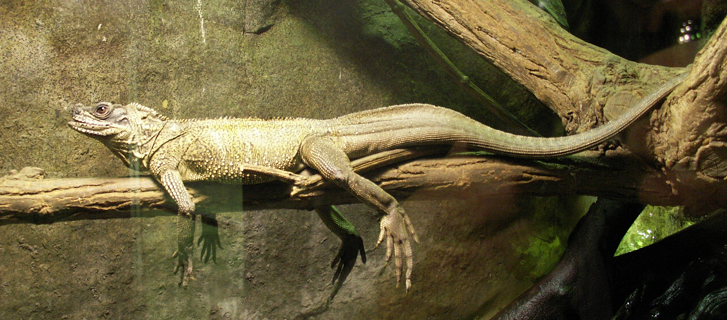 Afficher le média hydrosaurus_pustulatus1md hydrosaurus_pustulatus1md