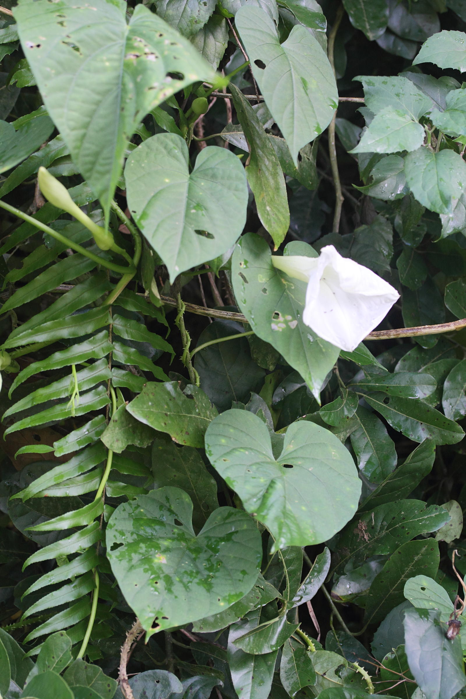 ipomoea_alba1md