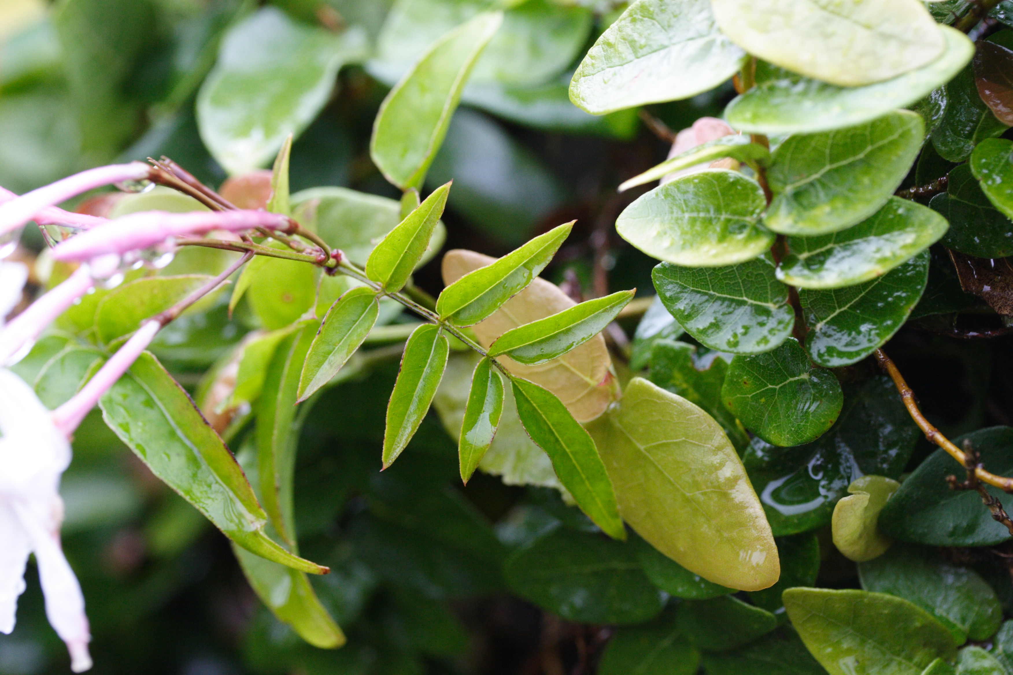 Afficher le média jasminum_grandiflorum3md jasminum_grandiflorum3md