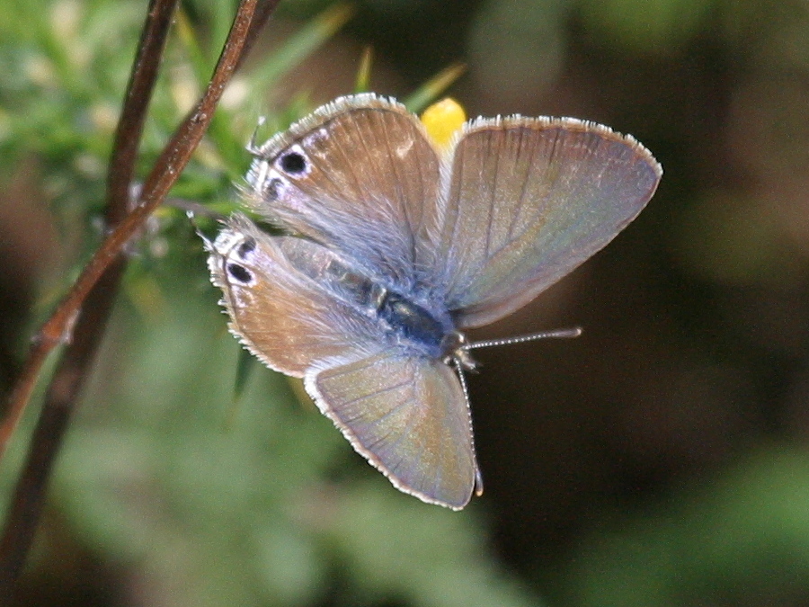 lampides_boeticus3bd