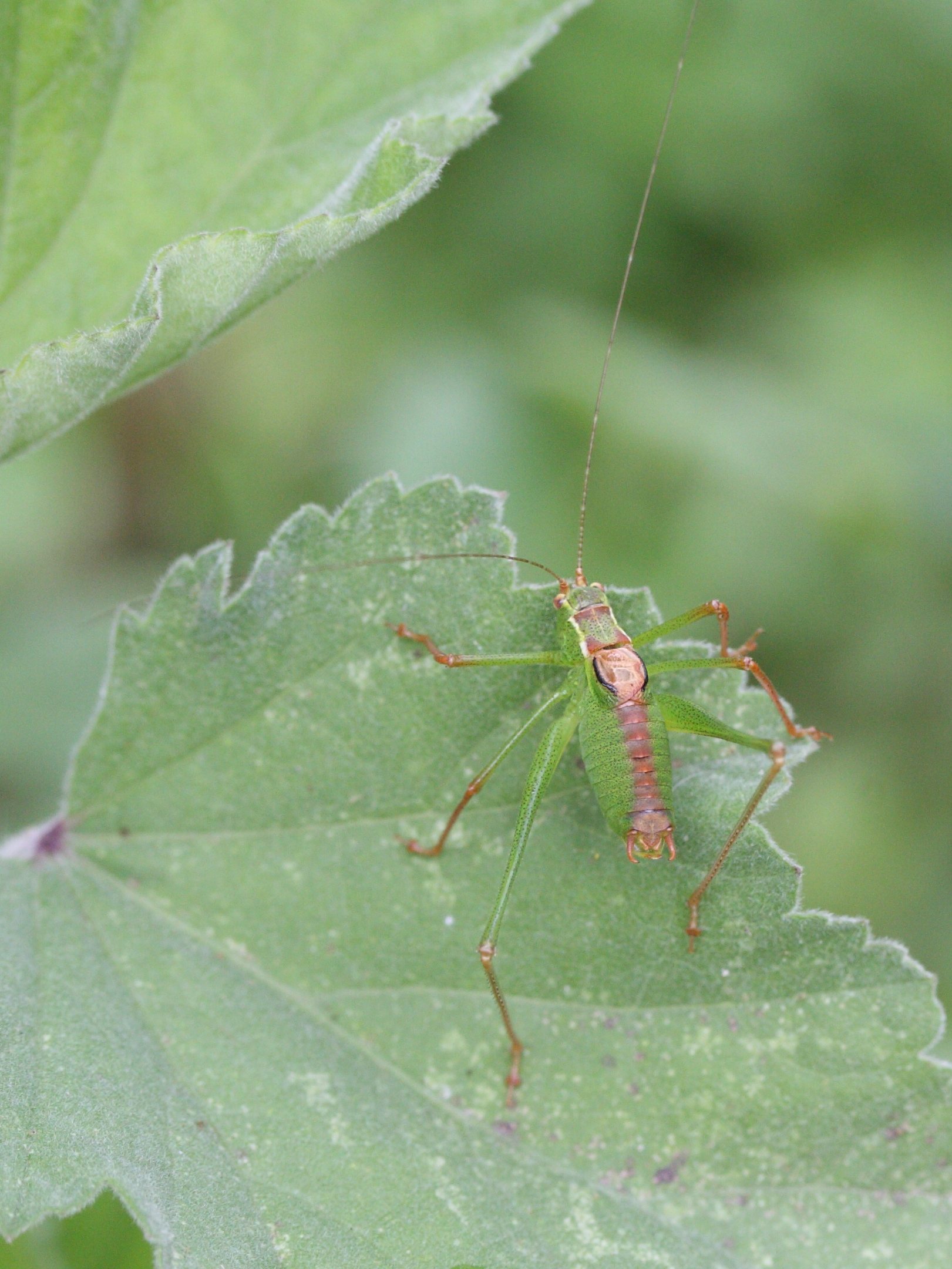 leptophyes_punctatissima1md