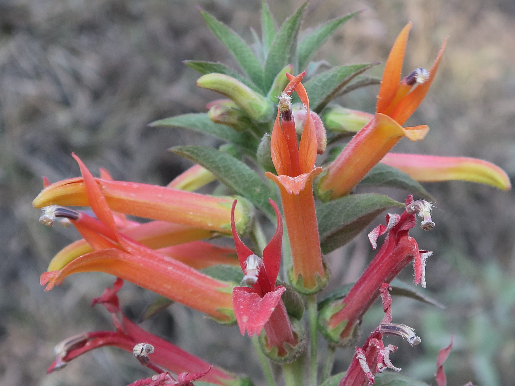 lobelia_laxiflora7md