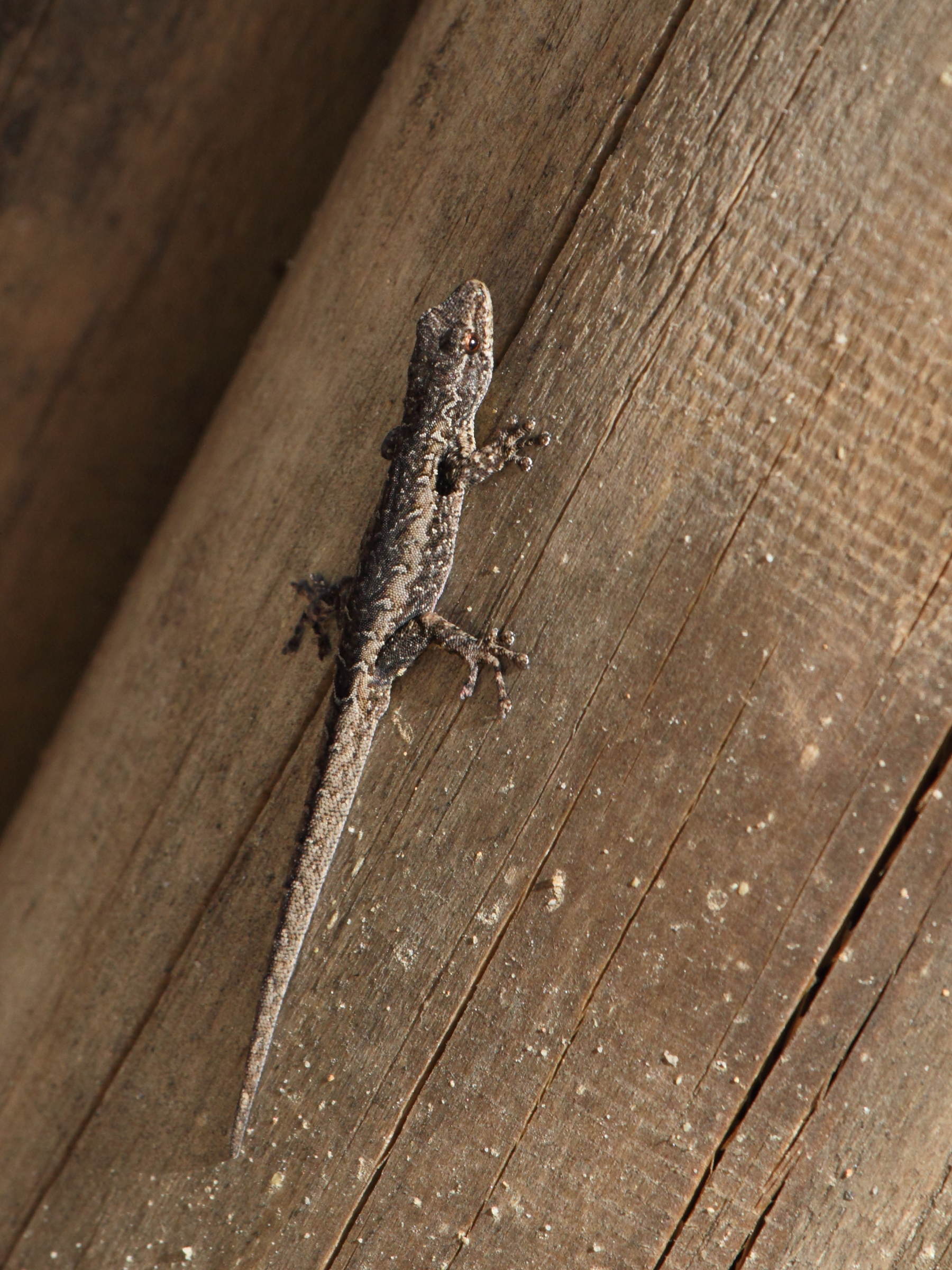 lygodactylus_arnoulti1bd