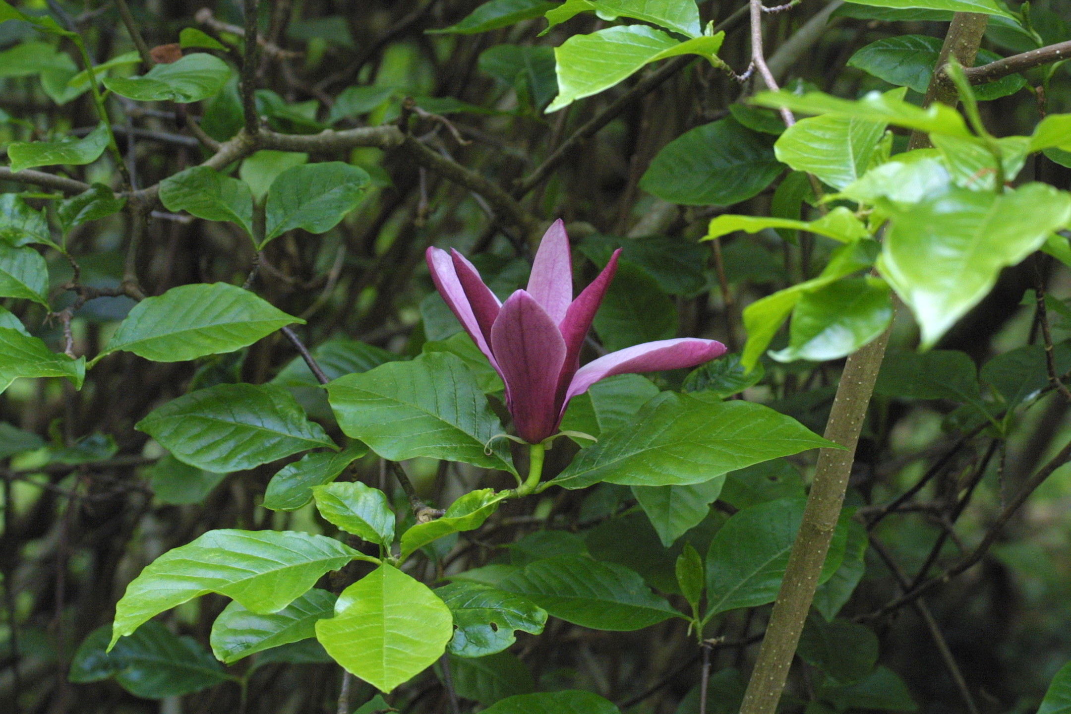 Afficher le média Magnolia_liliiflora nigra Magnolia_liliiflora nigra