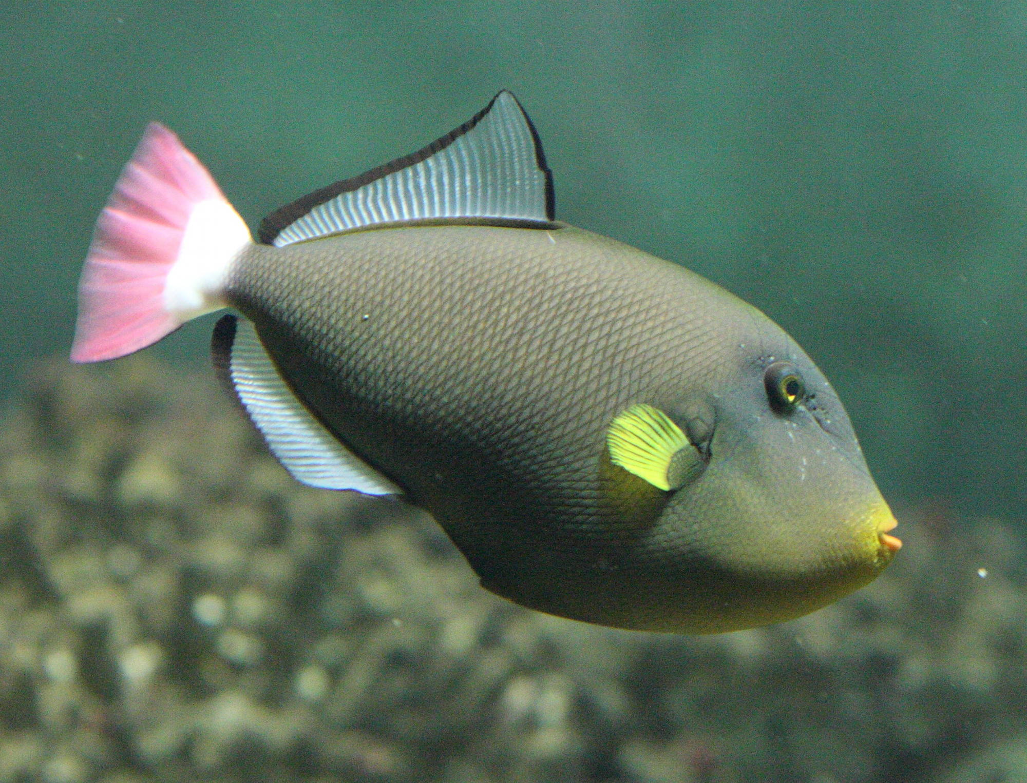 Afficher le média melichthys_vidua1bd melichthys_vidua1bd