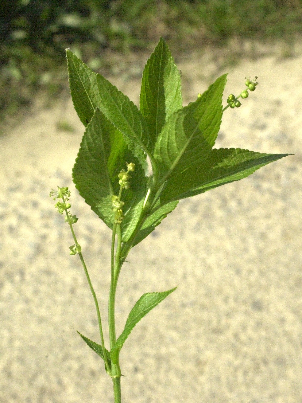 Afficher le média mercurialis_perennis2md mercurialis_perennis2md