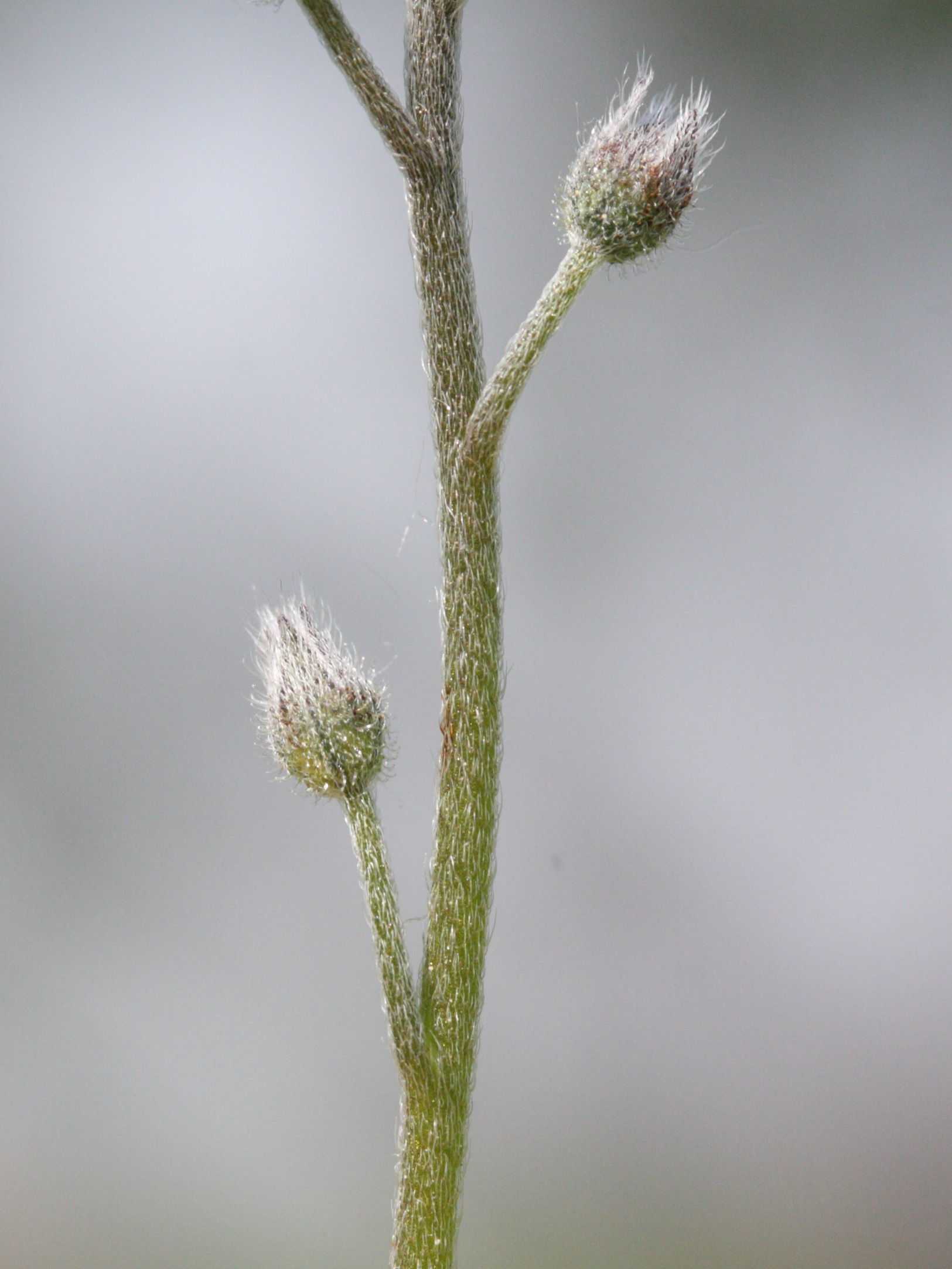 myosotis_sylvatica4md