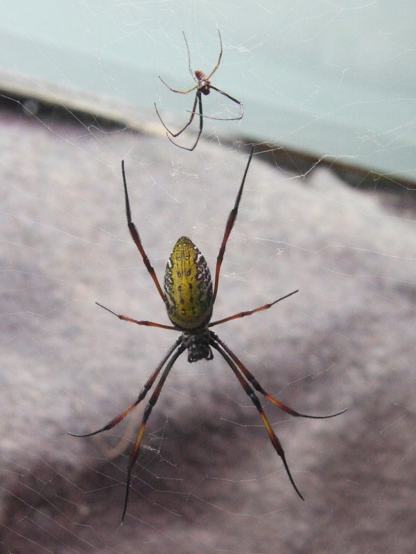 nephila_inaurata_madagascariensis5sd