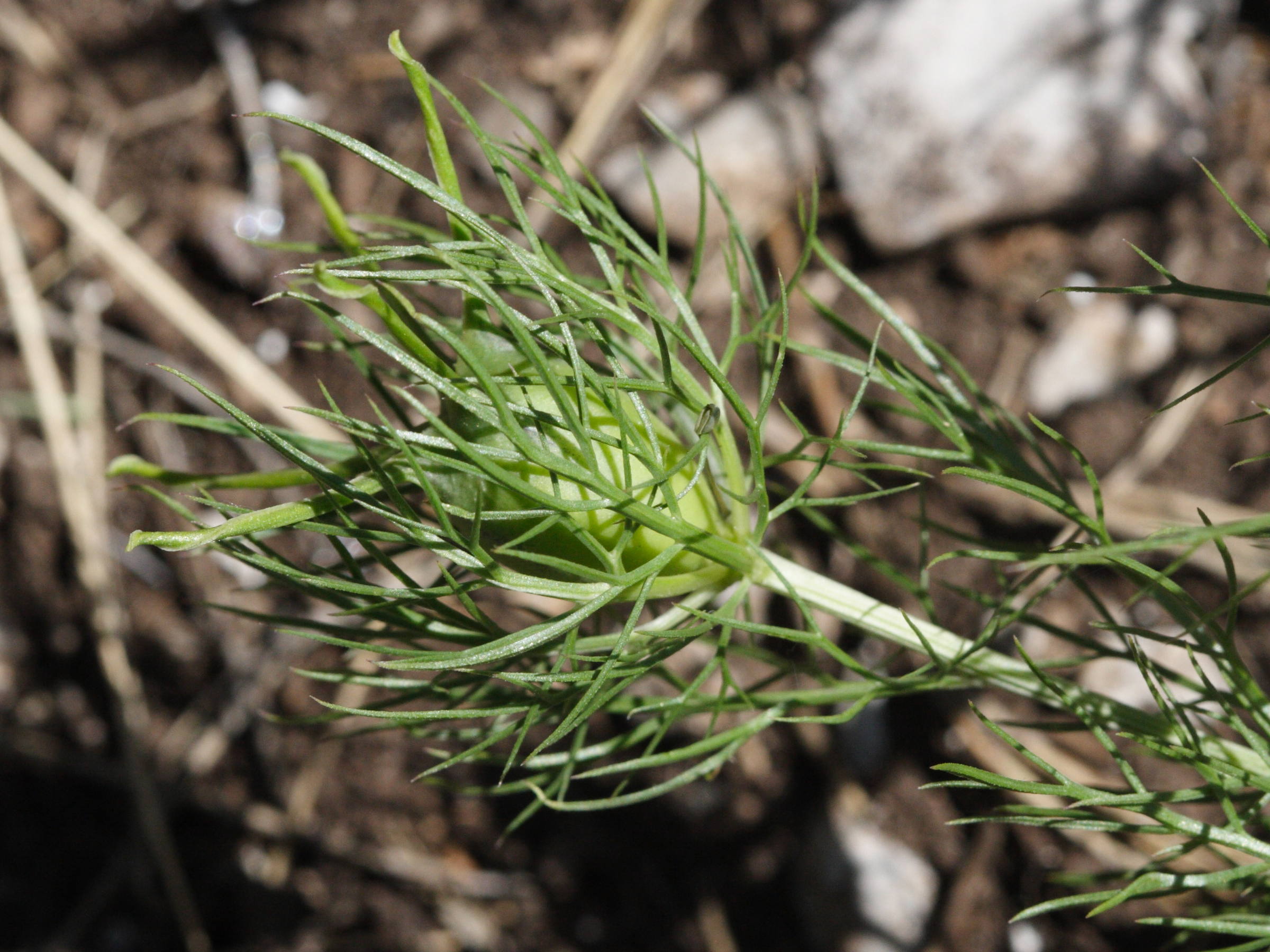 nigella_damascena6md