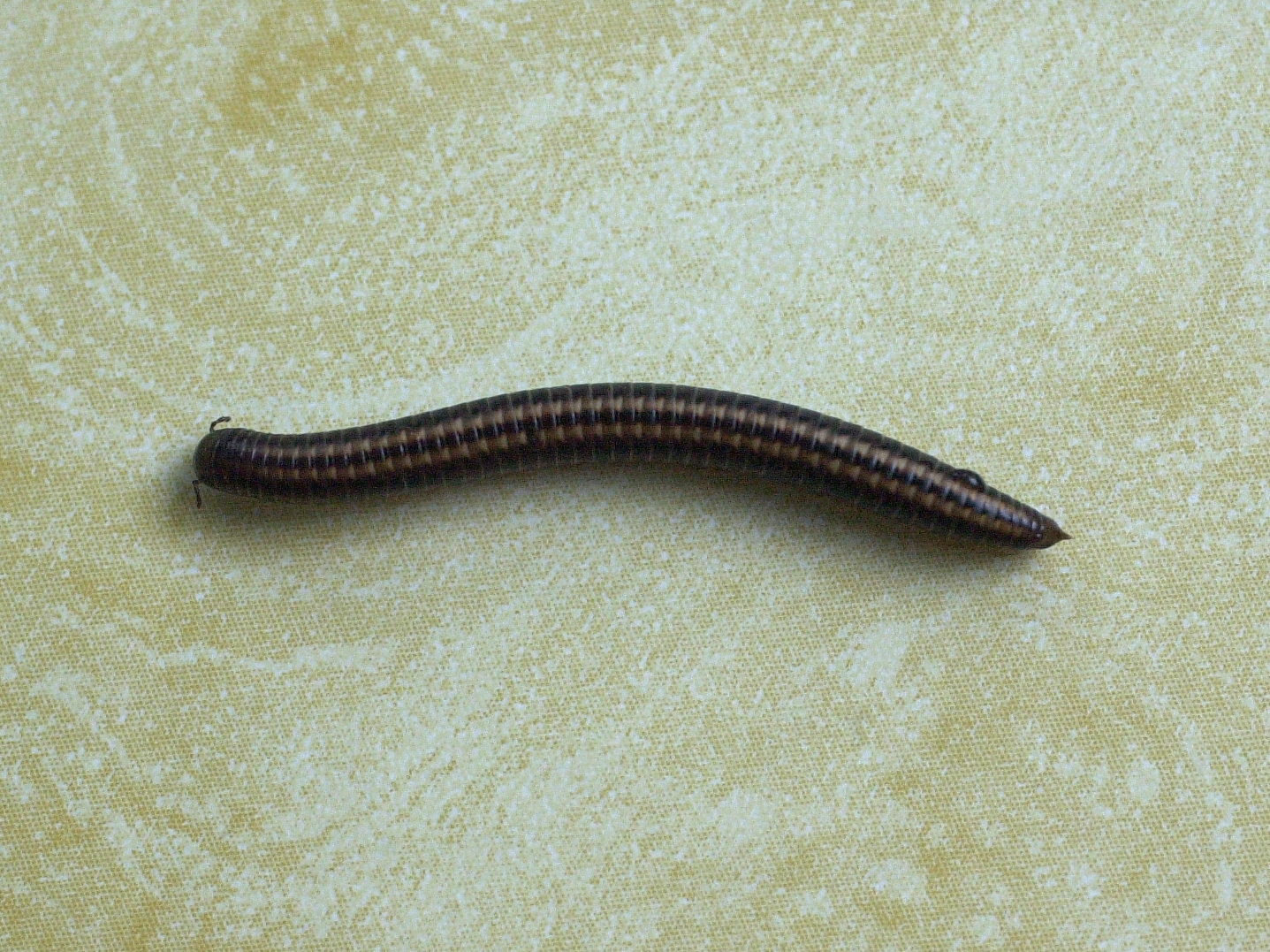 ommatoiulus_sabulosus1md