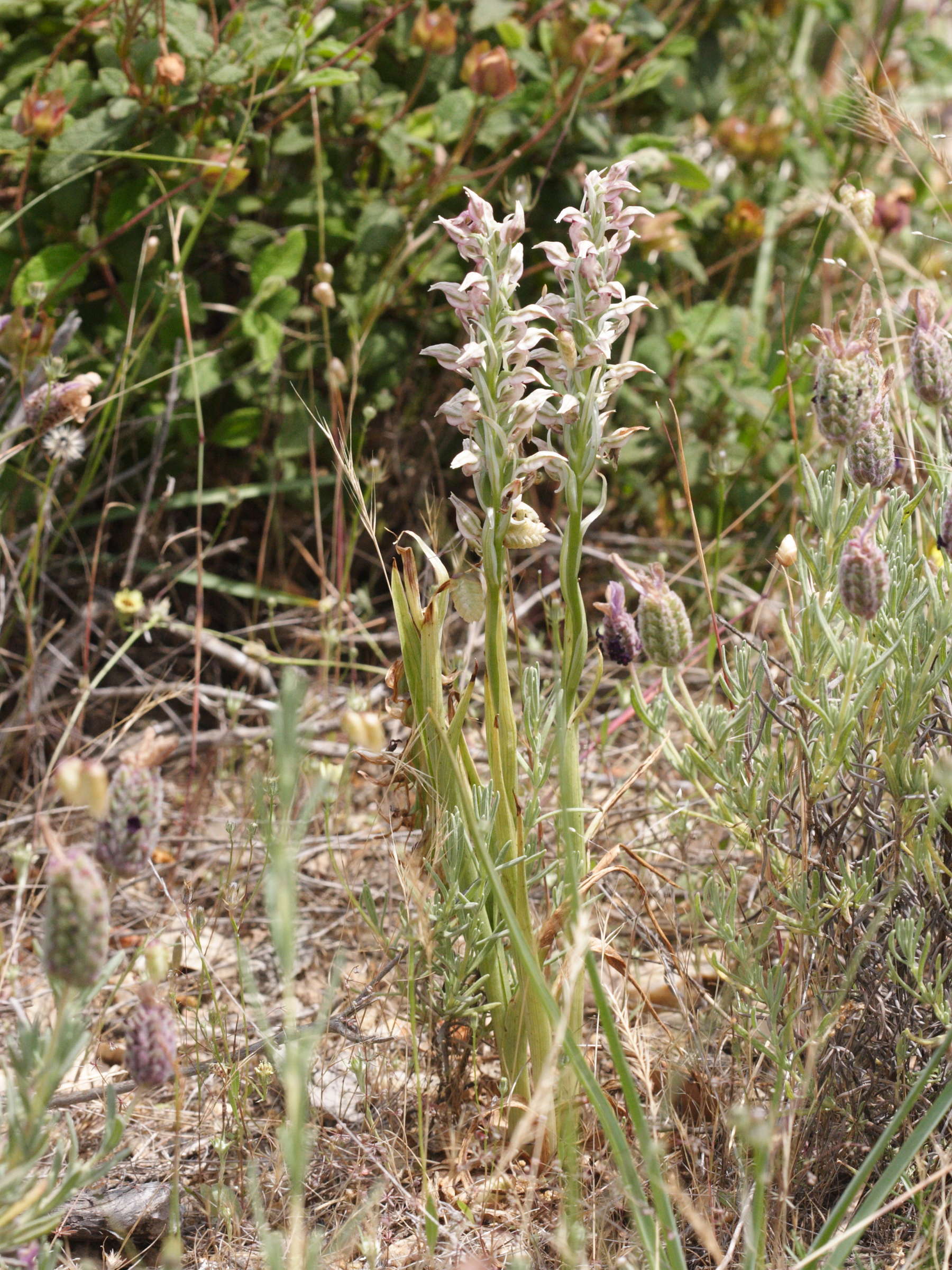 orchis_coriophora_fragrans1md