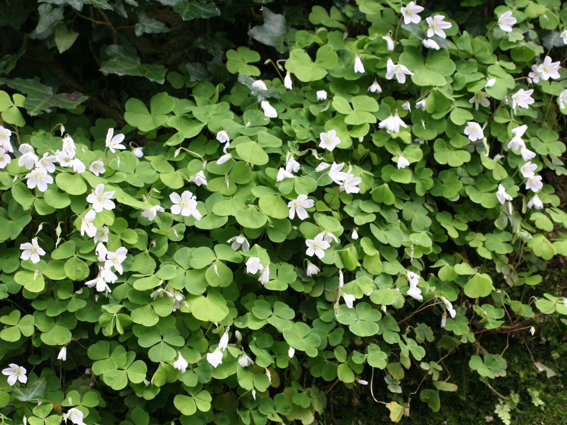 oxalis_acetosella3md