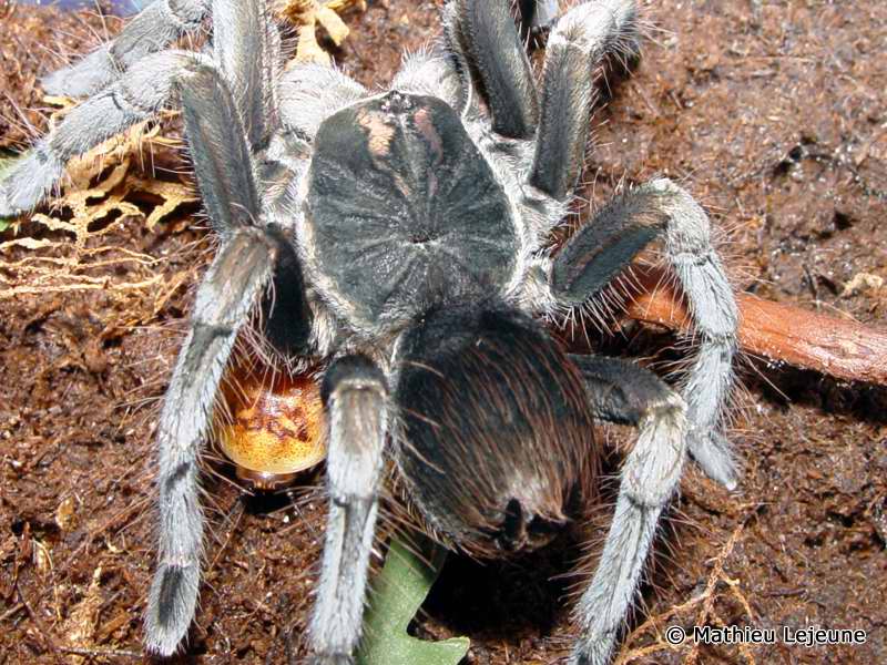 pamphobeteus_vespertinus2ml