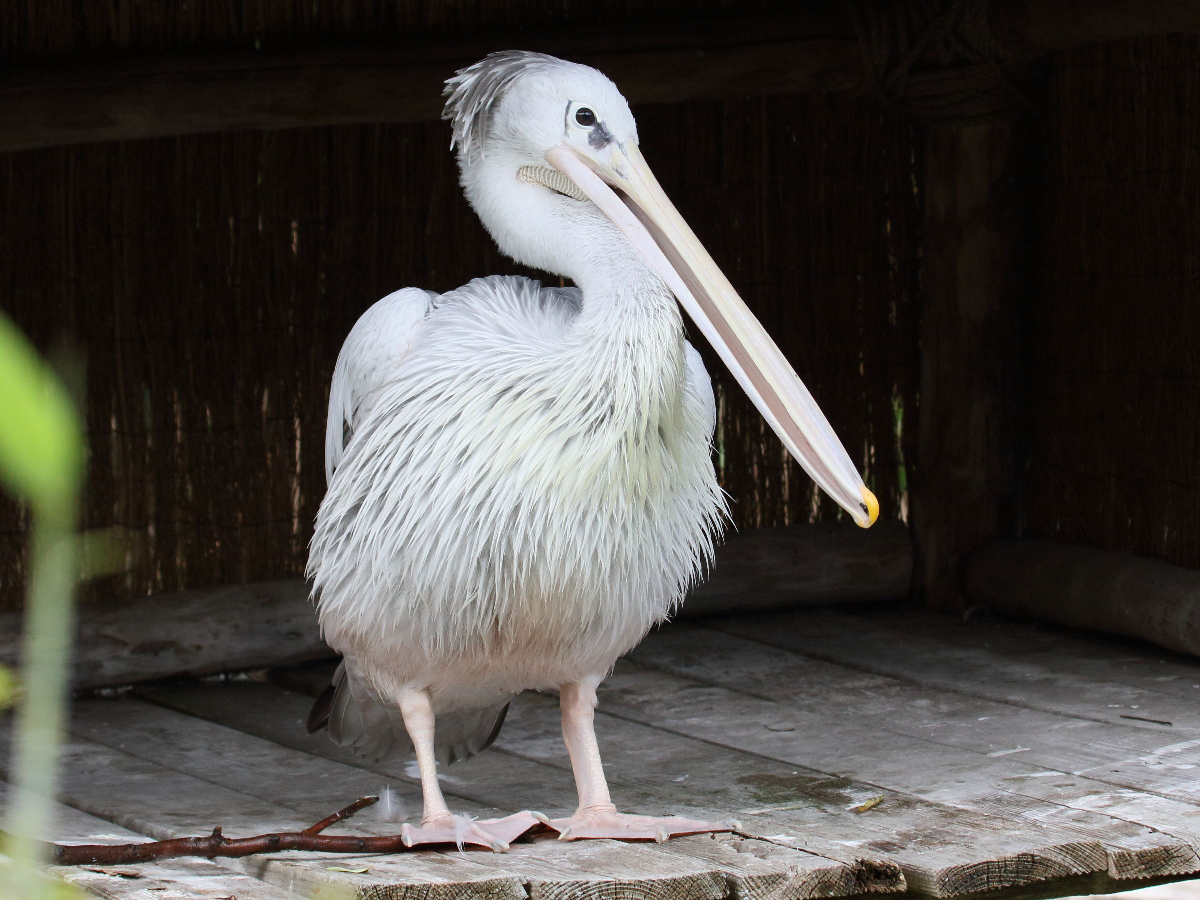 Afficher le média pelican_gris_-_pelecanus_rufescens2bd pelican_gris_-_pelecanus_rufescens2bd