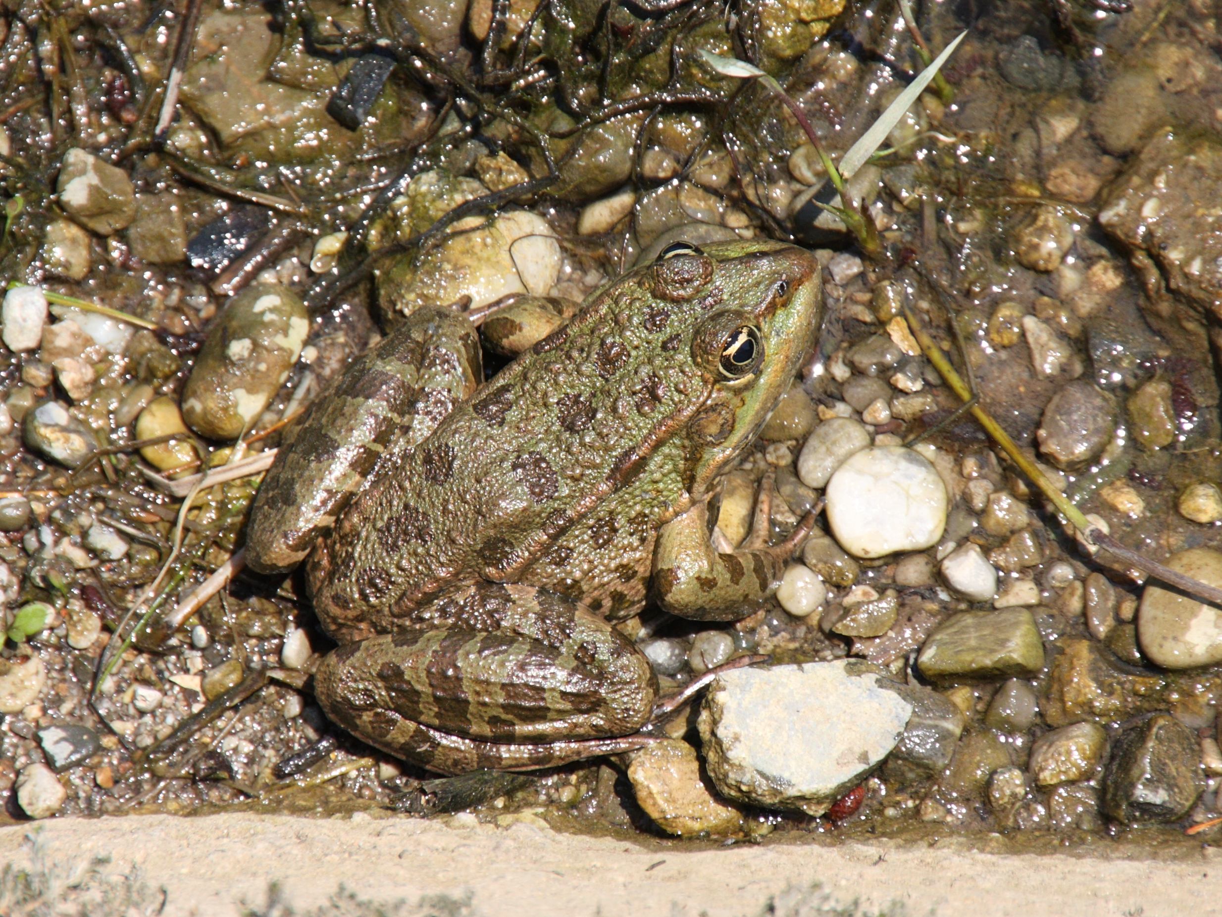 pelophylax_ridibundus7bd