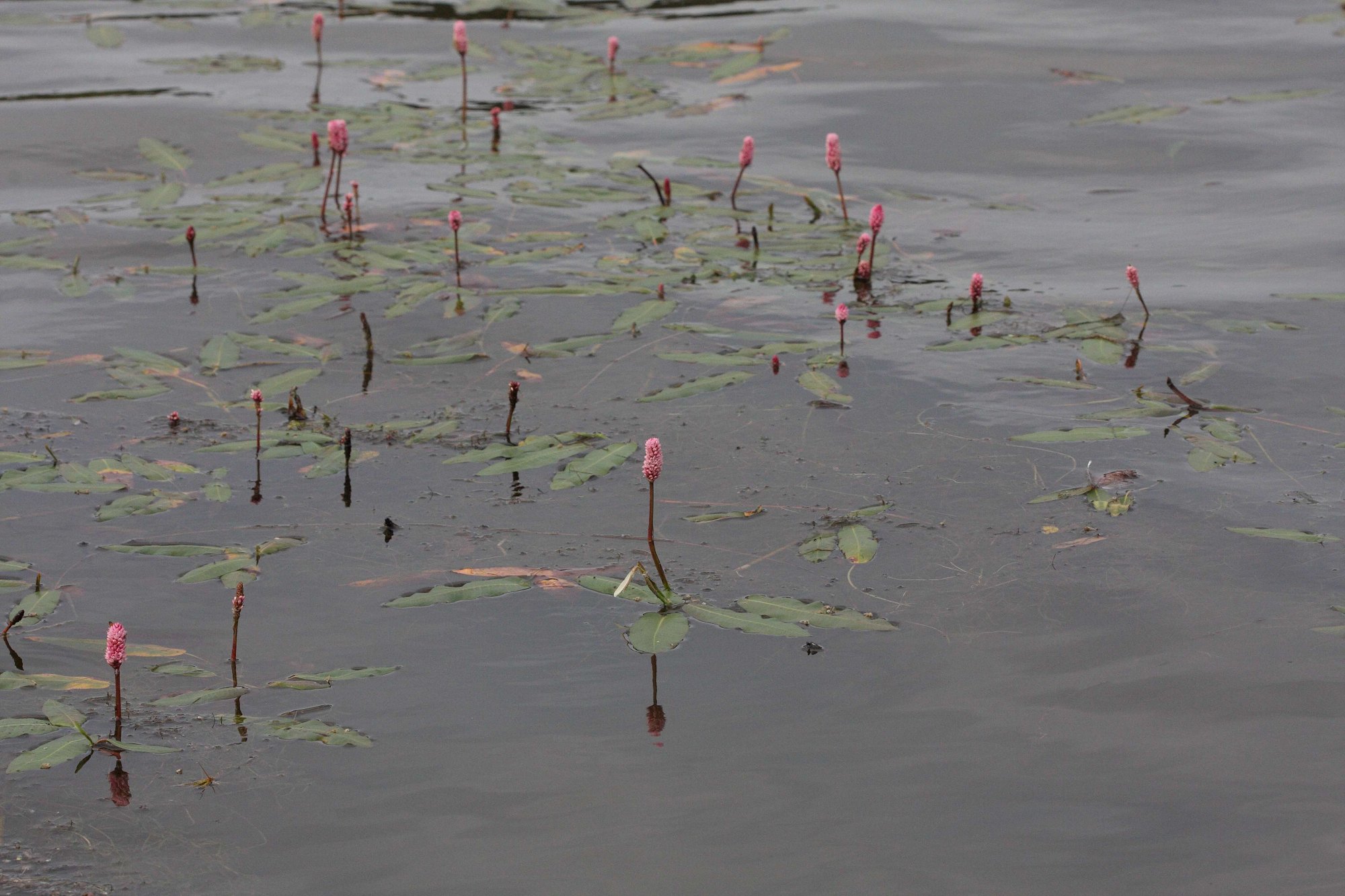 Afficher le média persicaria_amphibia2md persicaria_amphibia2md