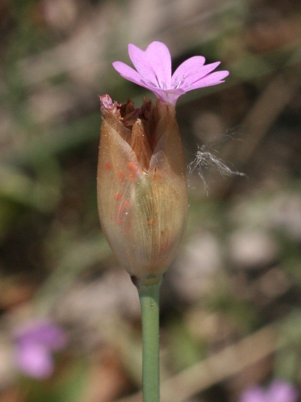 petrorhagia_prolifera4md