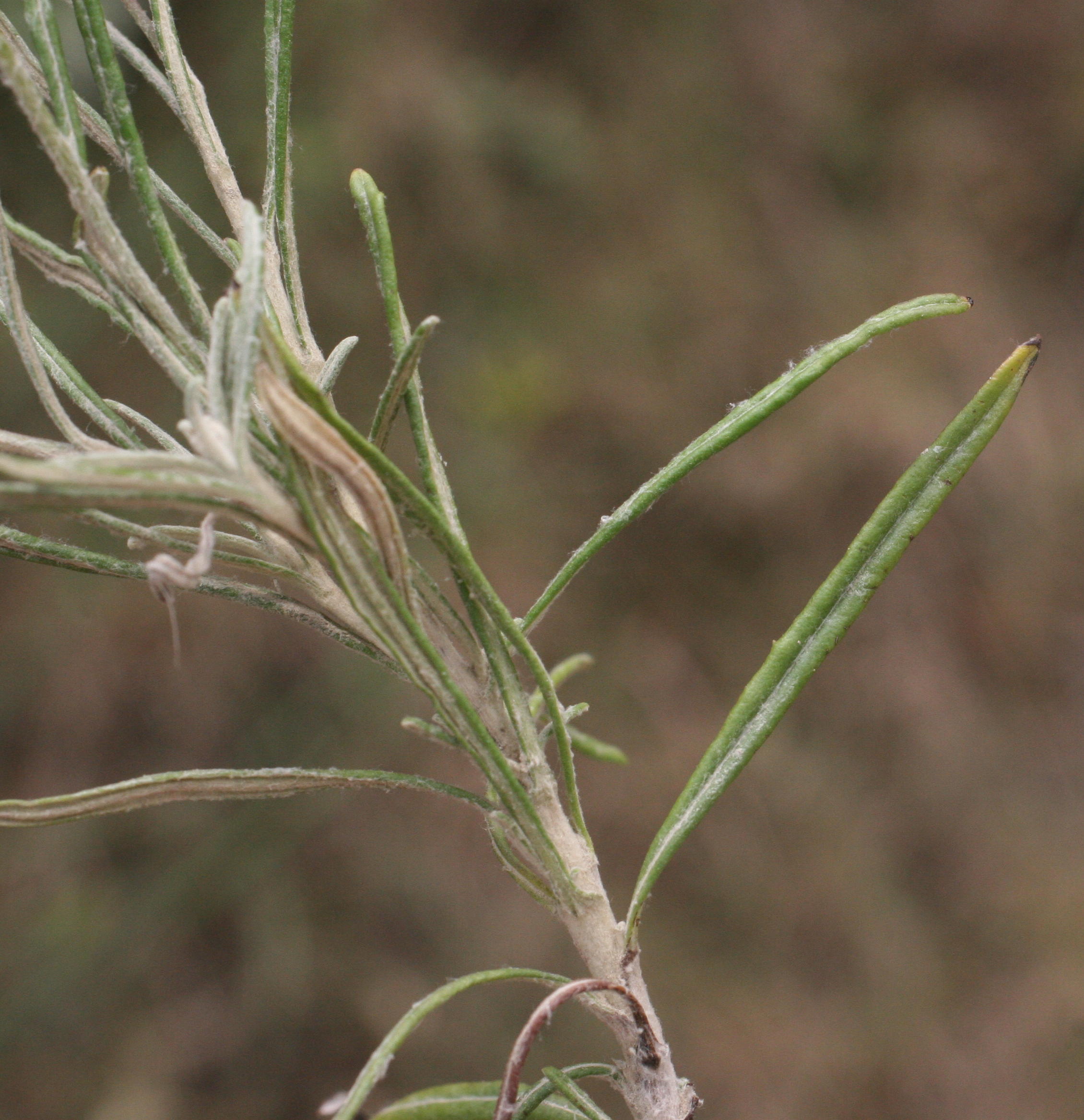 Afficher le média phagnalon_saxatile4md phagnalon_saxatile4md