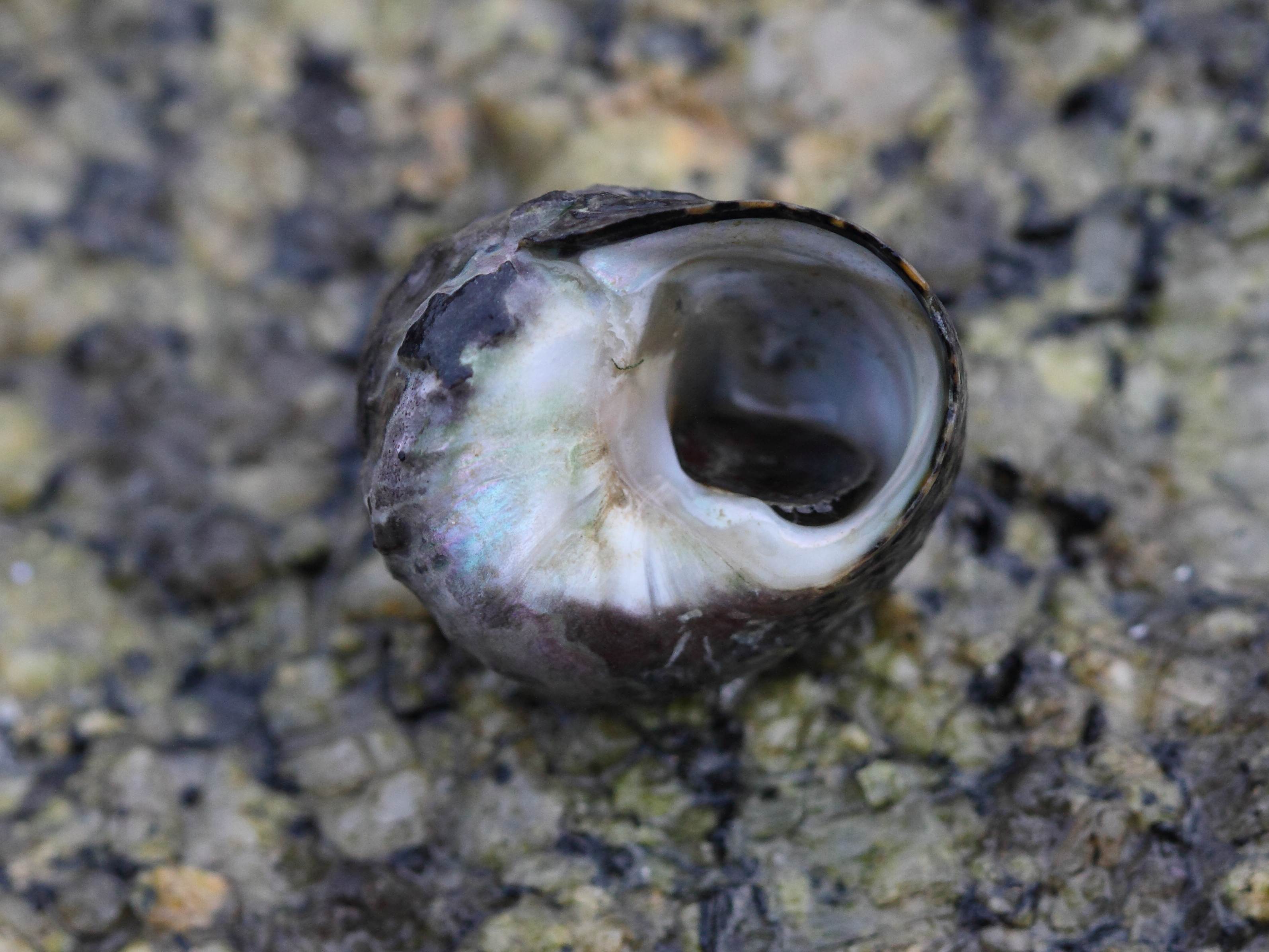 Afficher le média phorcus_lineatus2bd phorcus_lineatus2bd