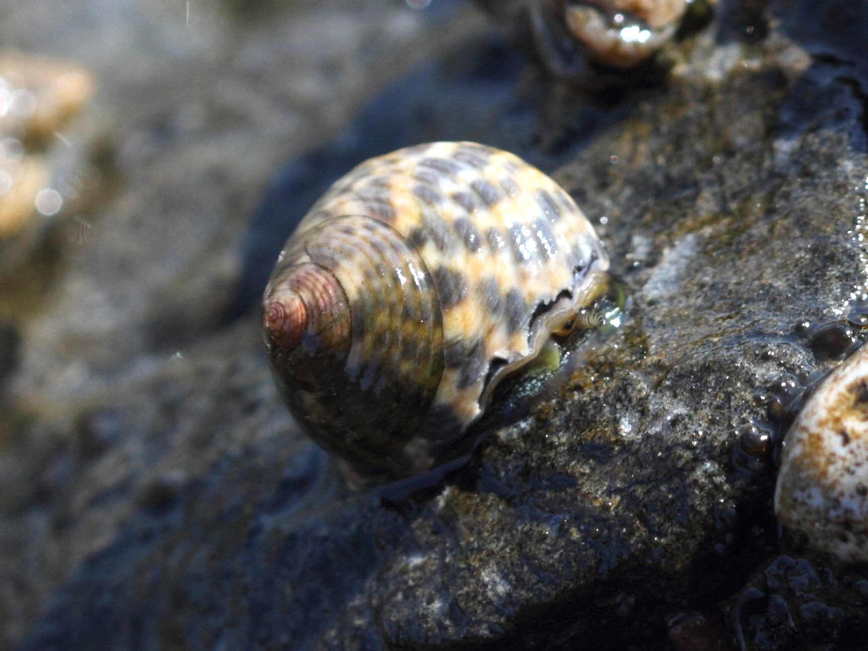 phorcus_turbinatus4bd