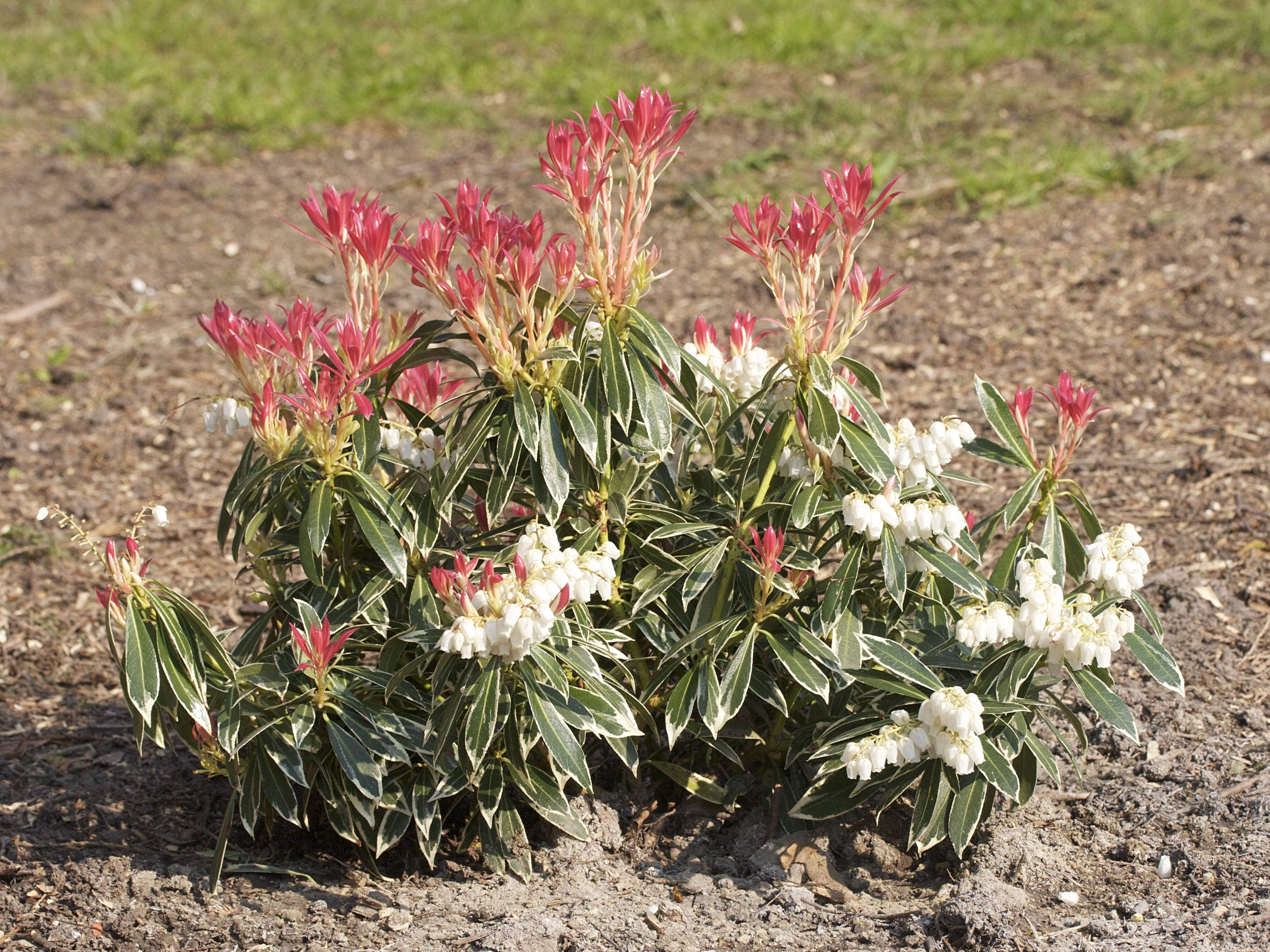 pieris_japonica_flaming_silver1md