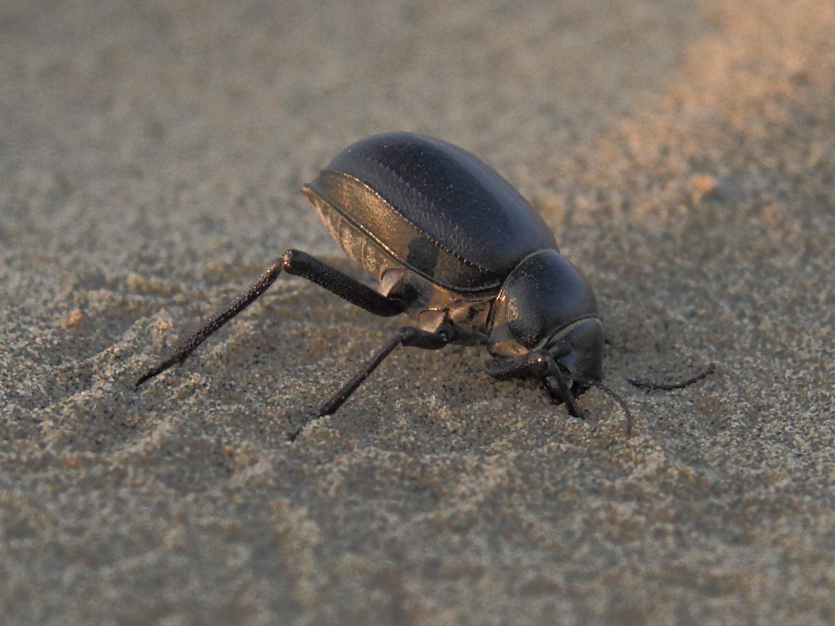 pimelia_cf_indica1bd