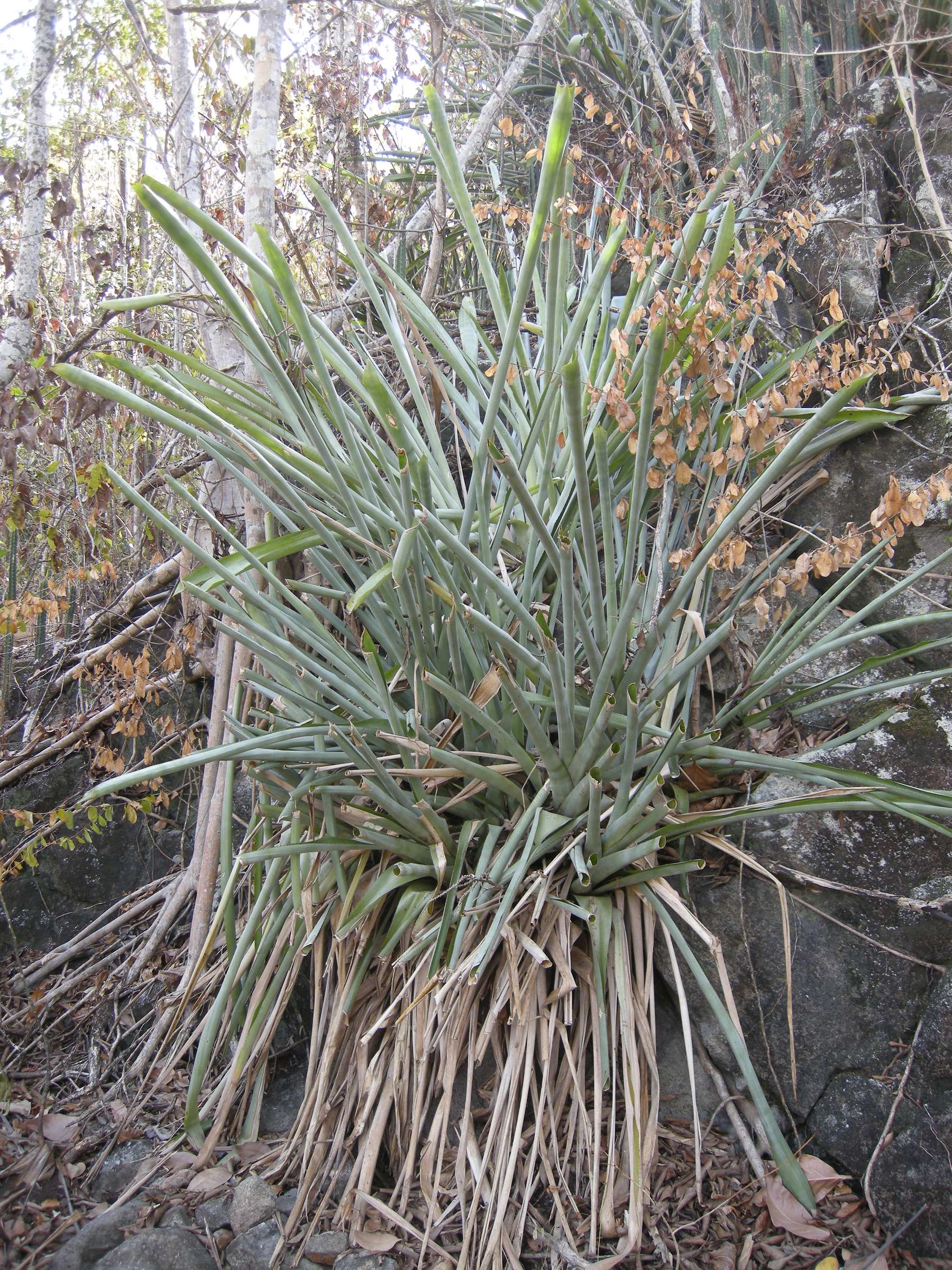 pitcairnia_angustifolia1amd
