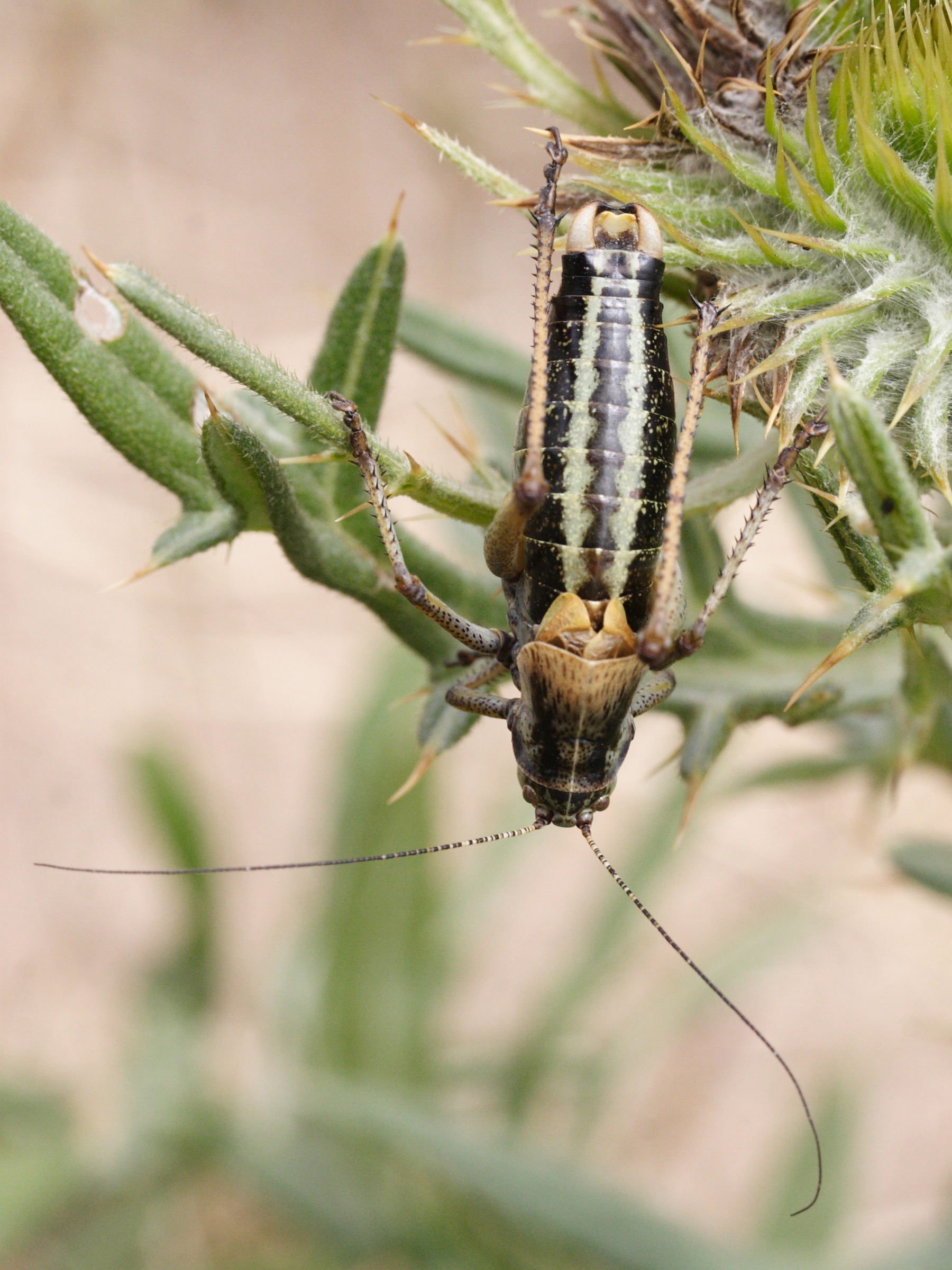 polysarcus_denticauda4md