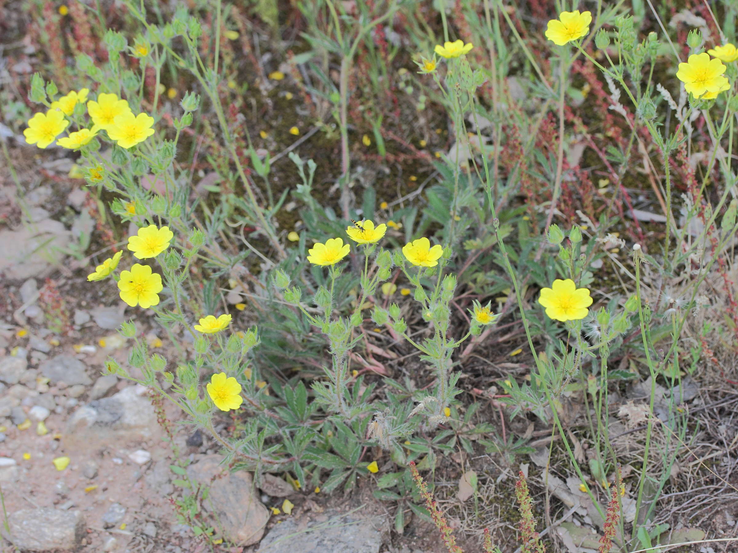 potentilla_hirta2md