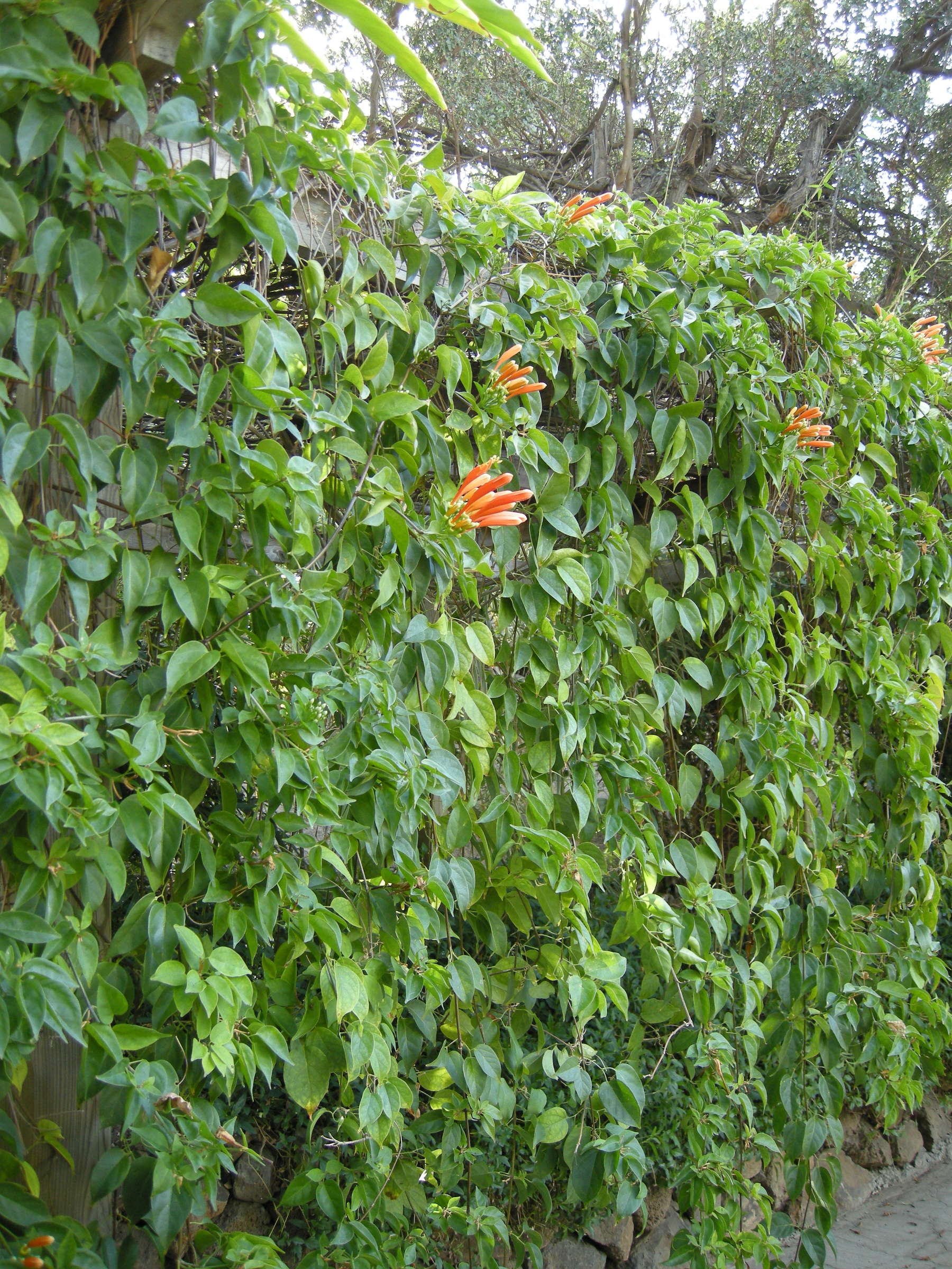 Afficher le média Pyrostegia_venusta Pyrostegia_venusta