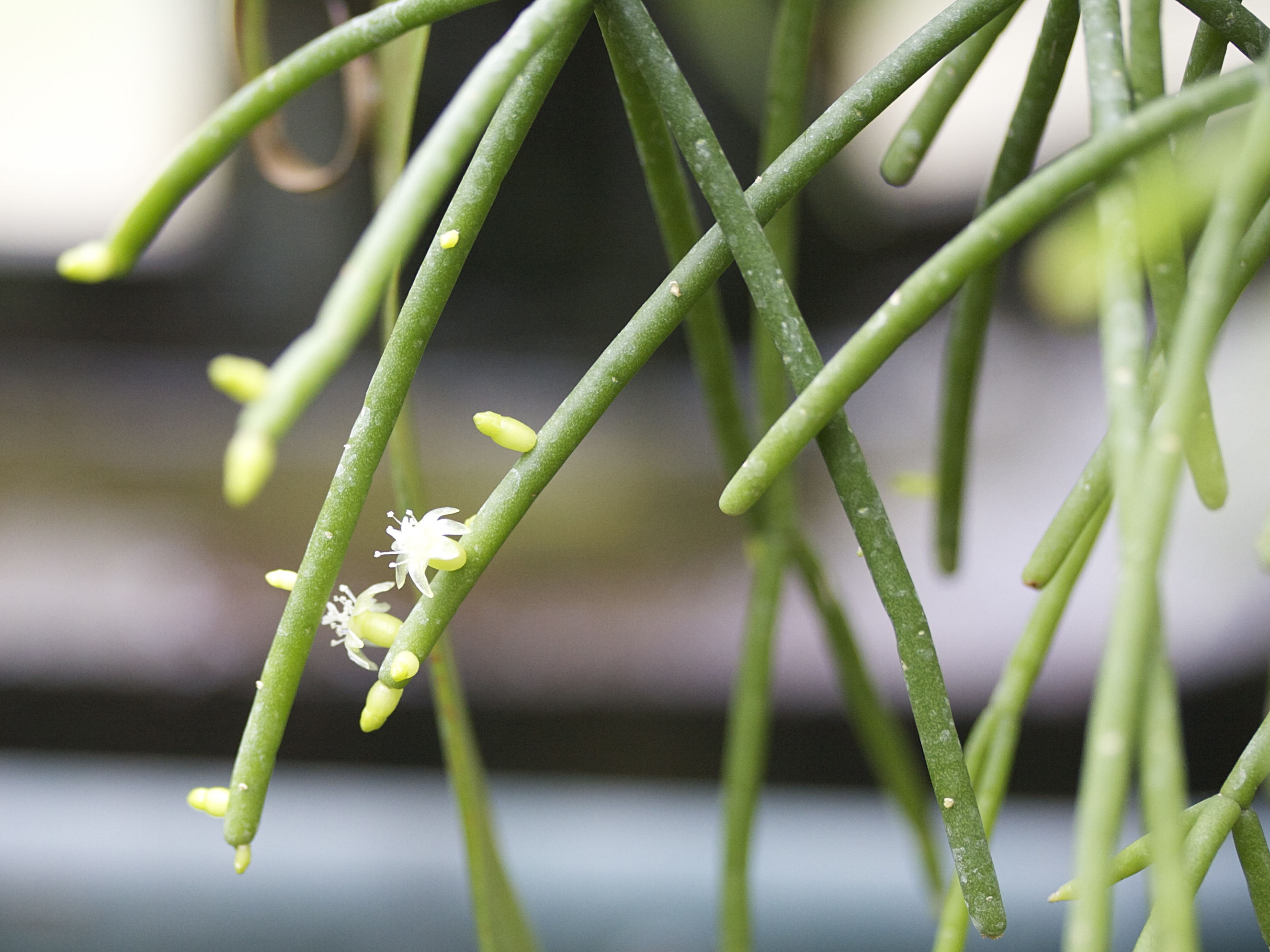 Afficher le média rhipsalis_cassutha4md rhipsalis_cassutha4md