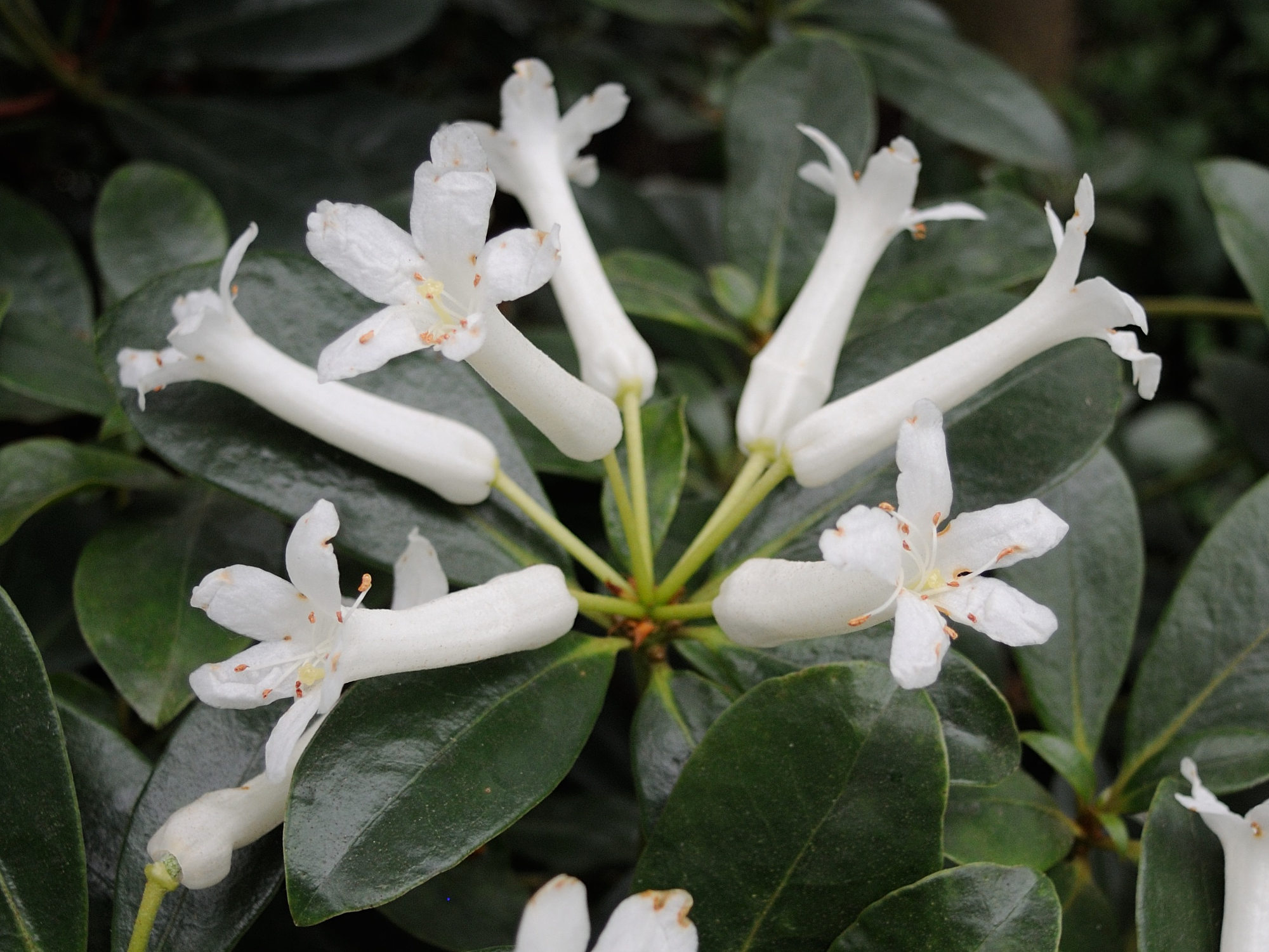 Afficher le média rhododendron_loranthiflorum2md rhododendron_loranthiflorum2md