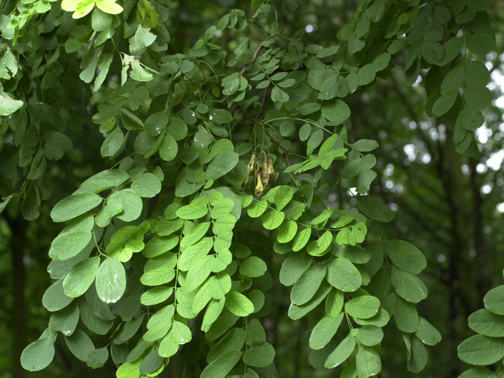Afficher le média Robinia_pseudoacacia Robinia_pseudoacacia