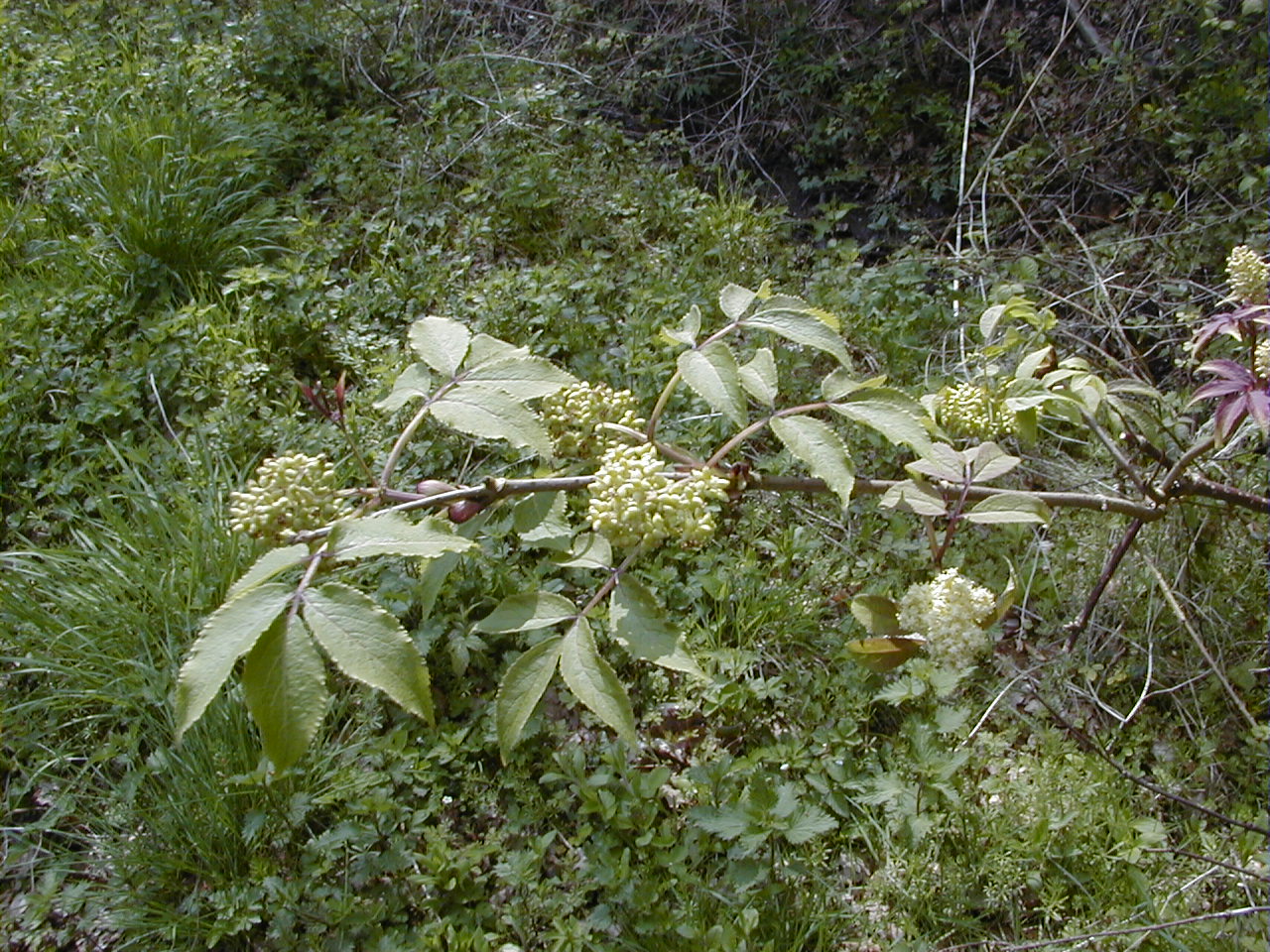 Afficher le média sambucus_racemosa2md sambucus_racemosa2md