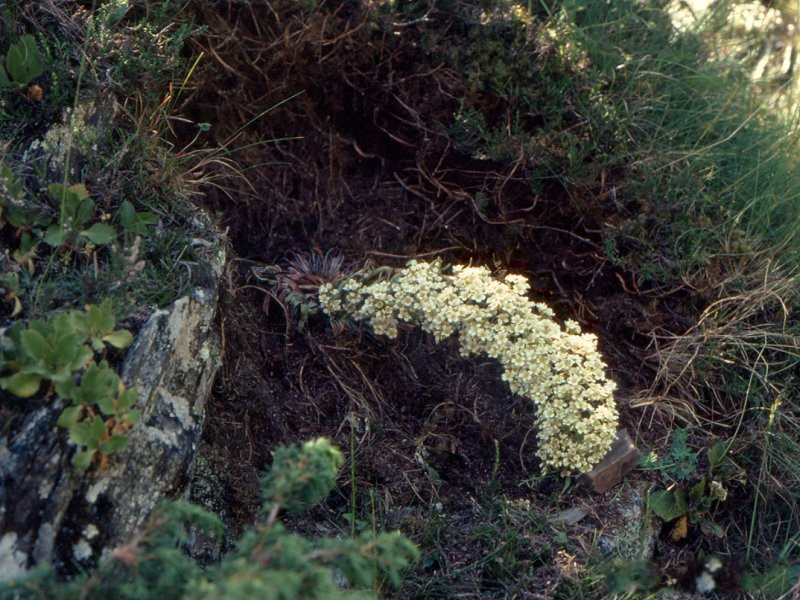 saxifraga_longifolia1mcf