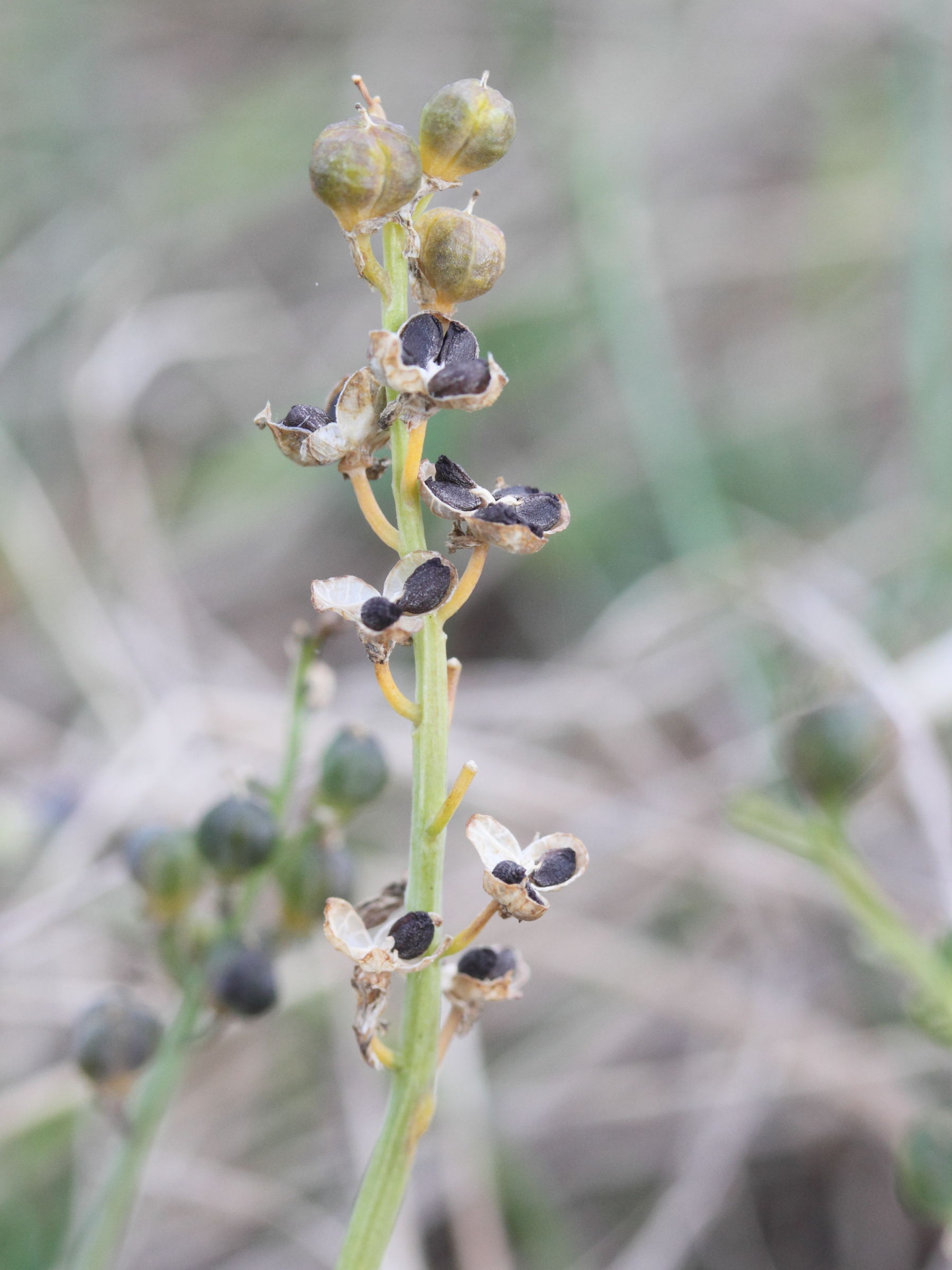 Afficher le média scilla_autumnalis5md scilla_autumnalis5md