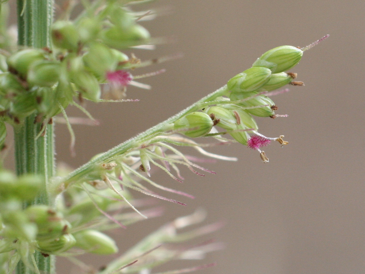 setaria_verticillata4md