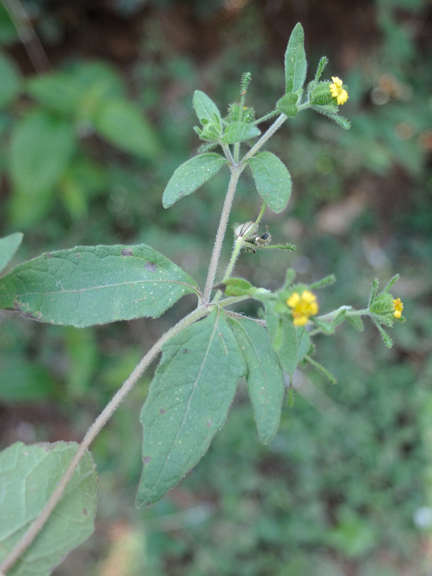 Sigesbeckia_orientalis
