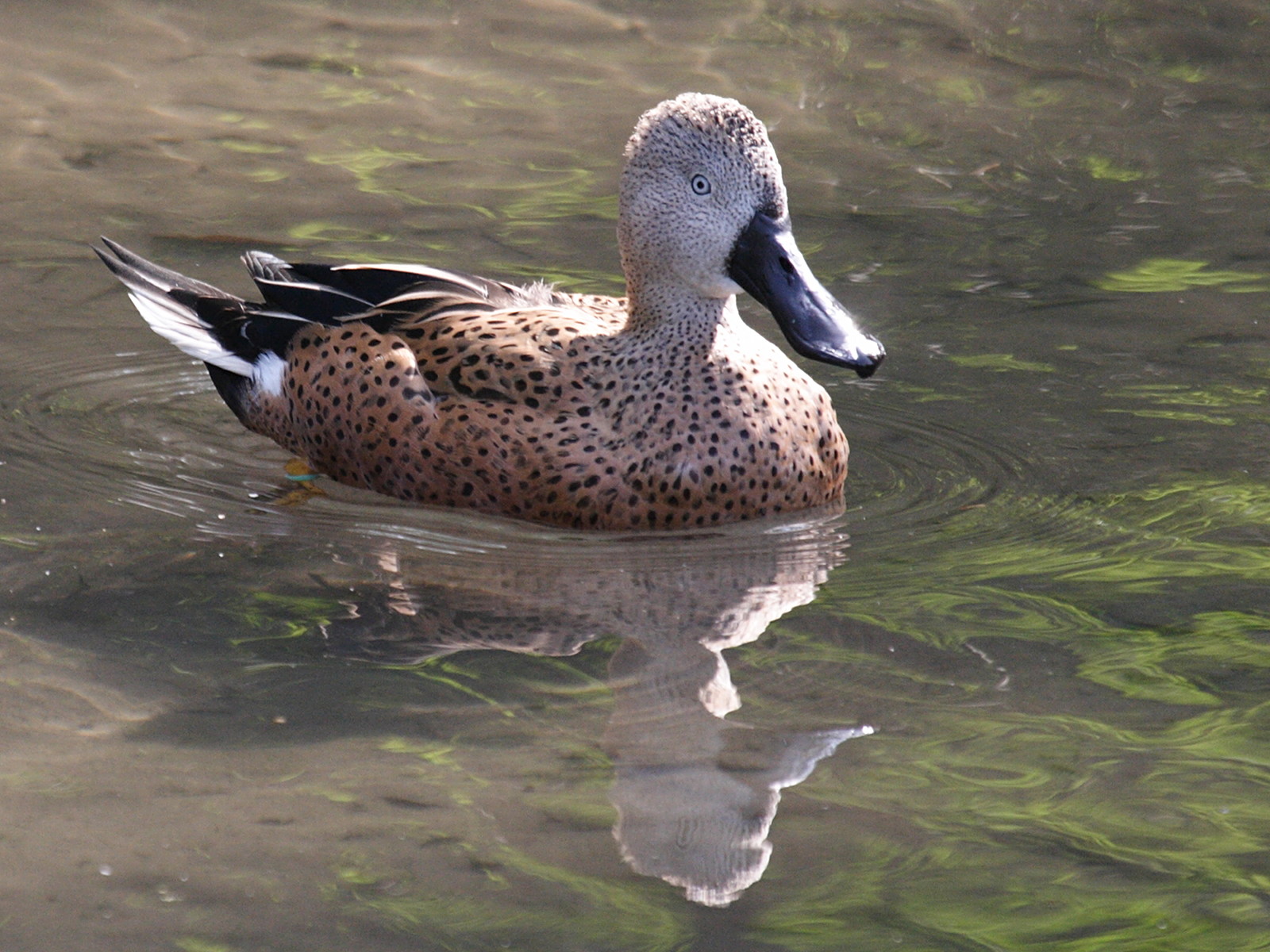 souchet_d-argentine_-_anas_platalea1bd