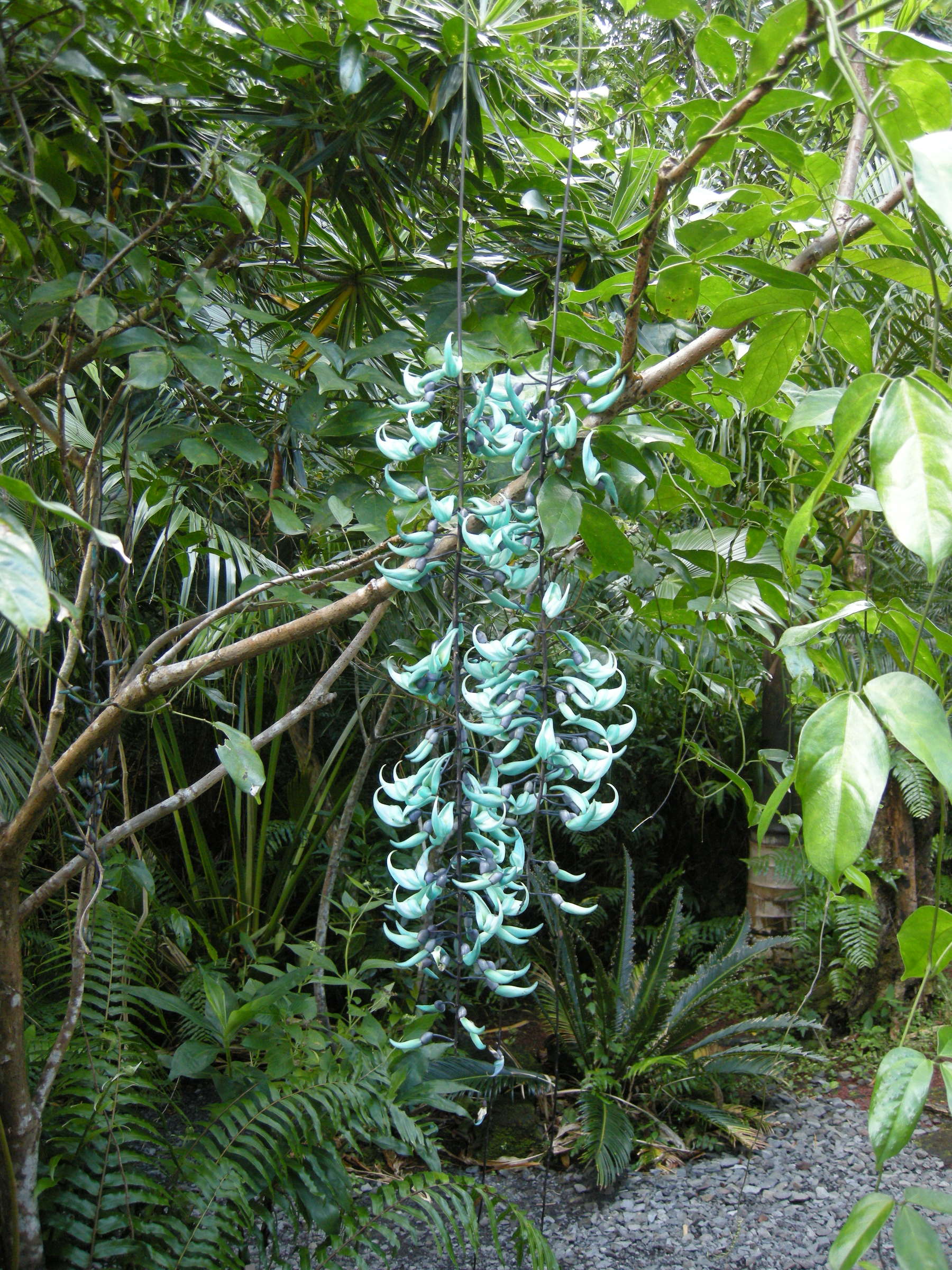 strongylodon_macrobotrys1md