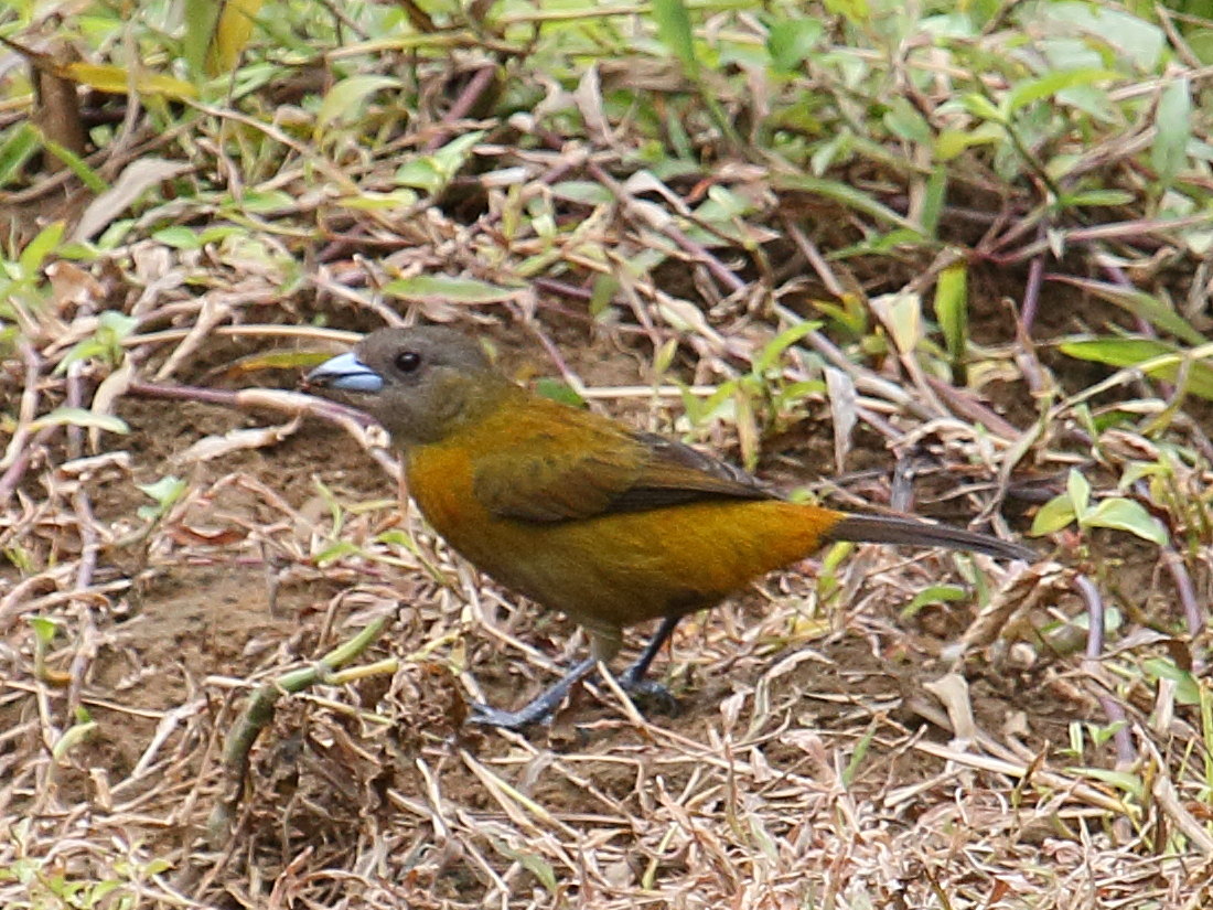 Afficher le média tangara_a_croupion_rouge_-_ramphocelus_passerinii4bd tangara_a_croupion_rouge_-_ramphocelus_passerinii4bd