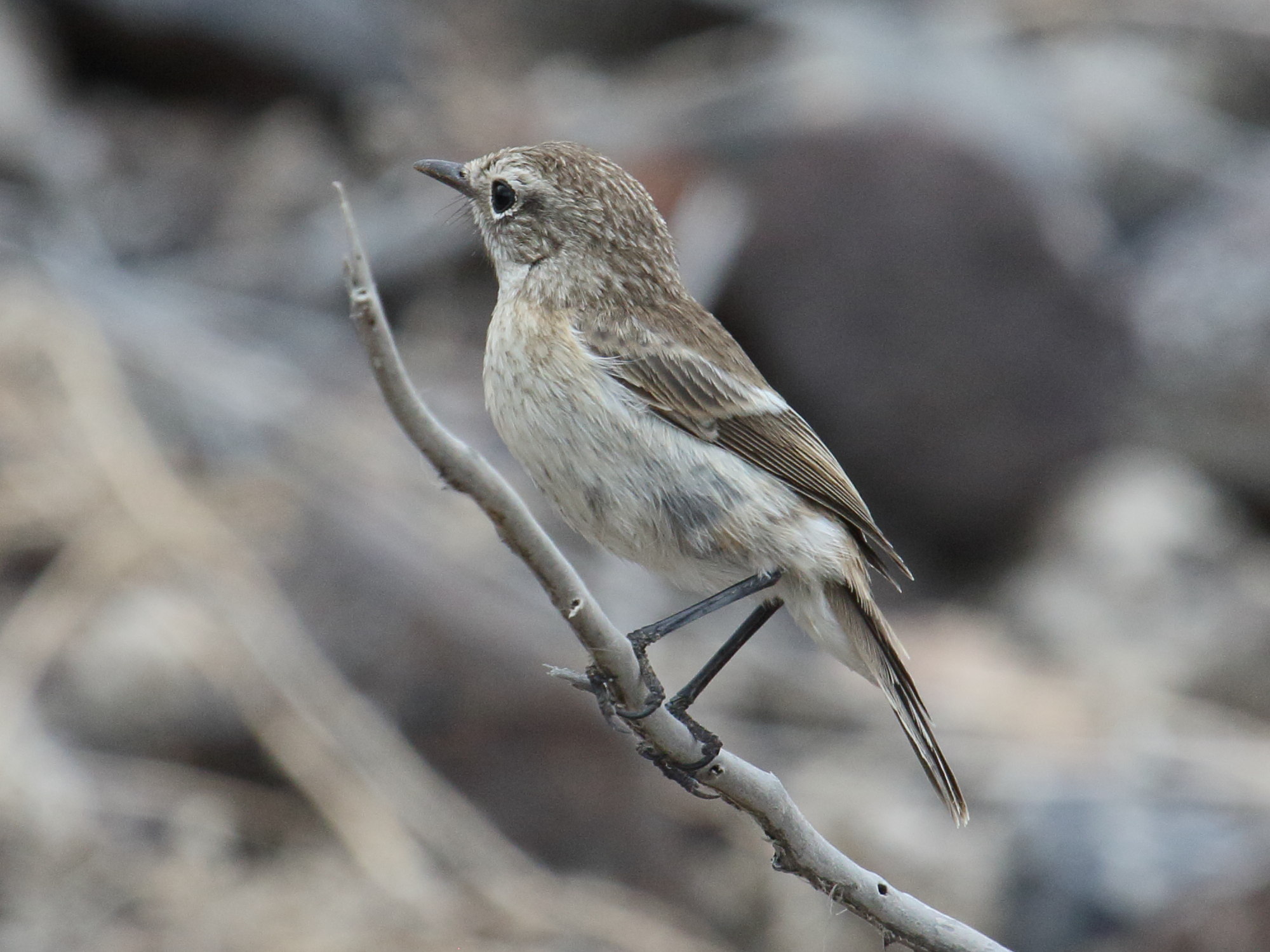 tarier_des_canaries_-_saxicola_dacotiae5bd