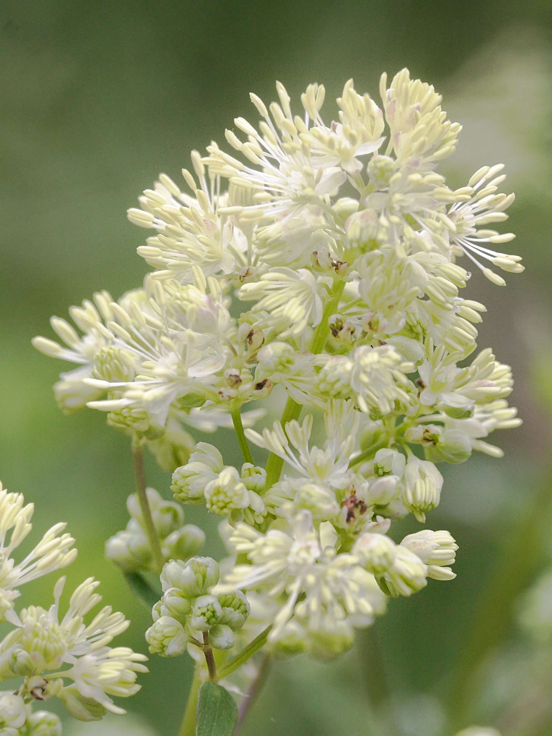 Afficher le média Thalictrum_flavum Thalictrum_flavum