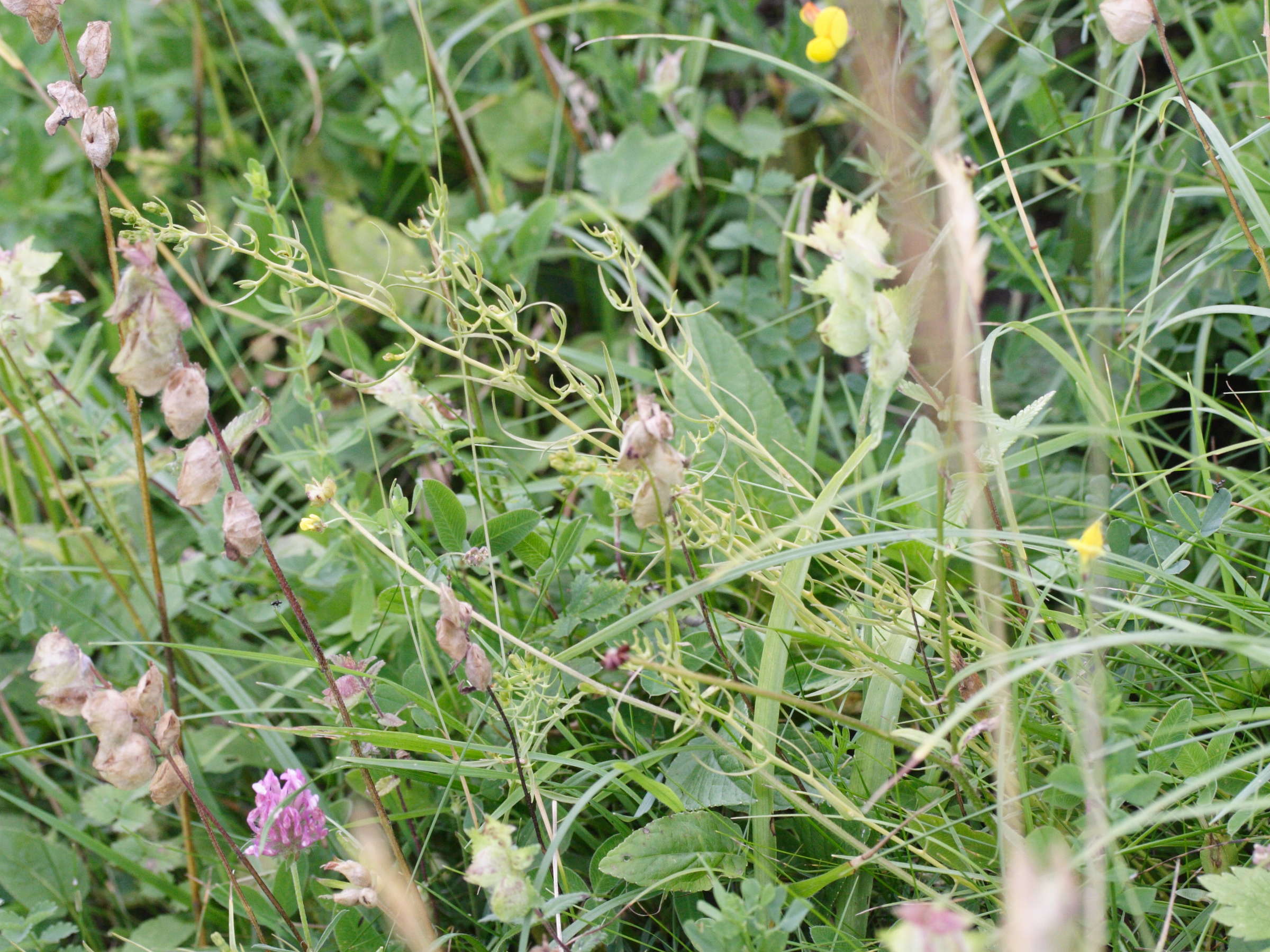 thesium_pyrenaicum1md