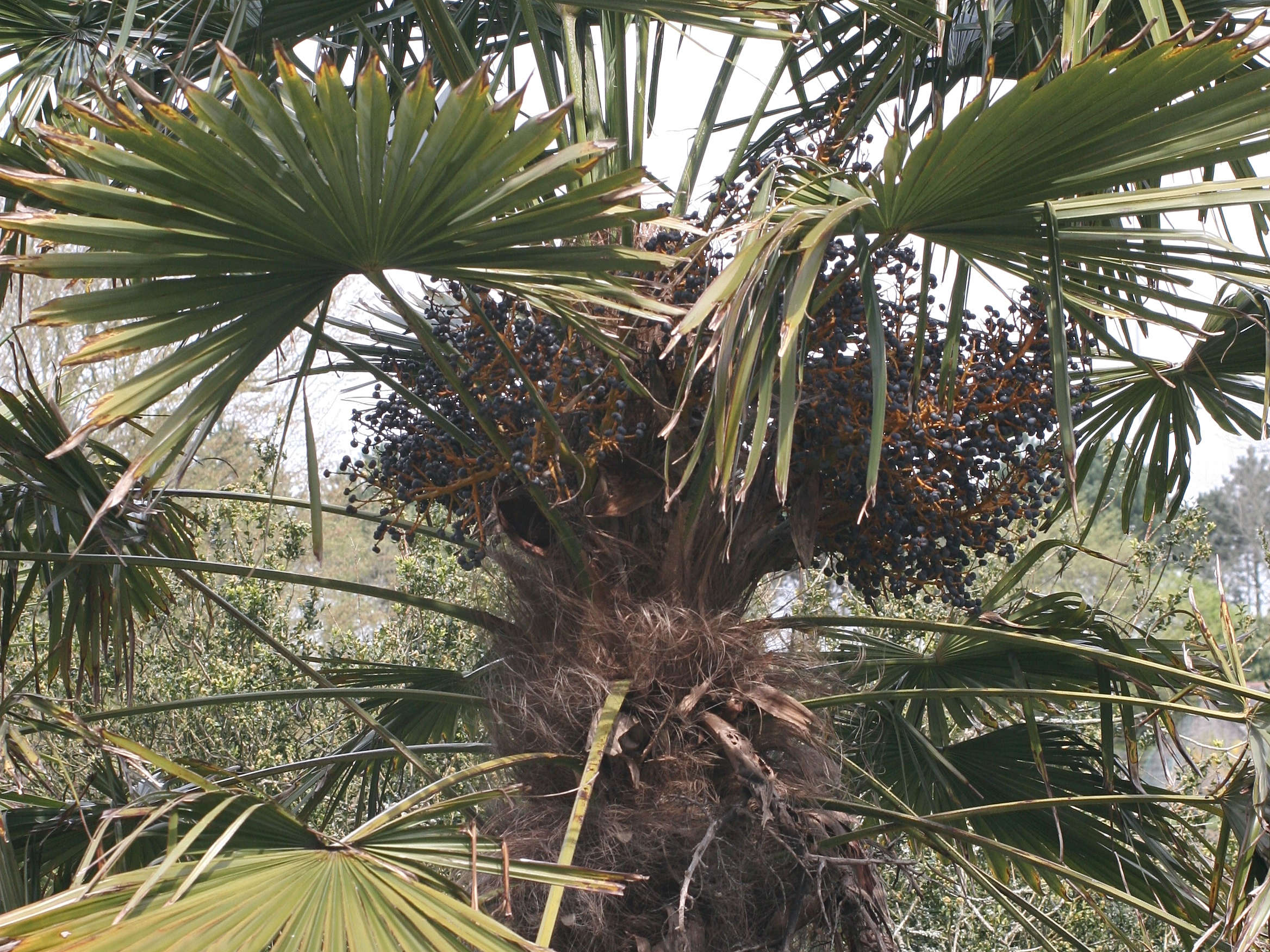 Afficher le média trachycarpus_fortunei3md trachycarpus_fortunei3md